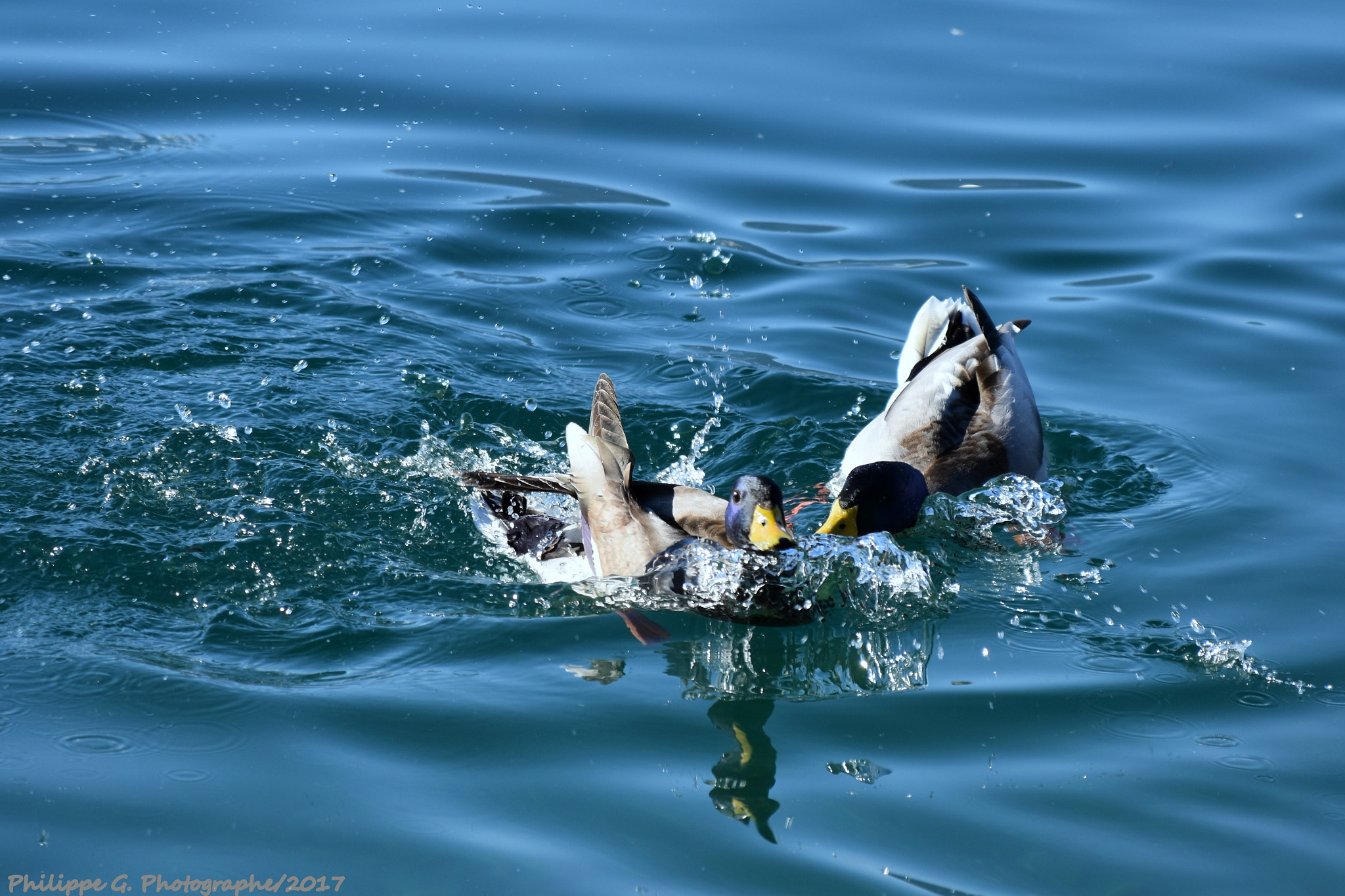 Nikon D5500 sample photo. Ducks fight photography