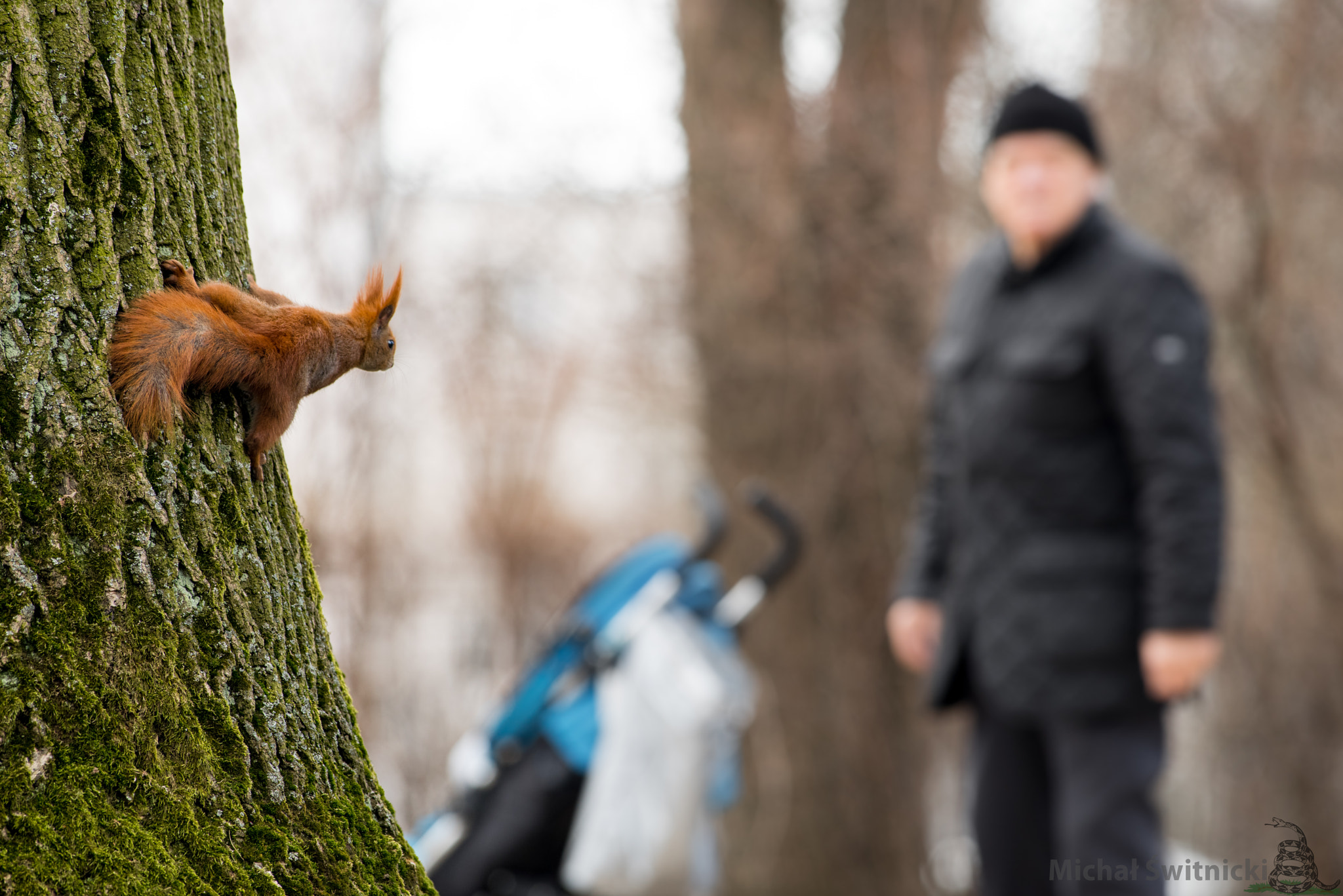 Pentax K-1 + Pentax smc DA* 300mm F4.0 ED (IF) SDM sample photo. Excuse me sir, do you have some nuts for me? photography