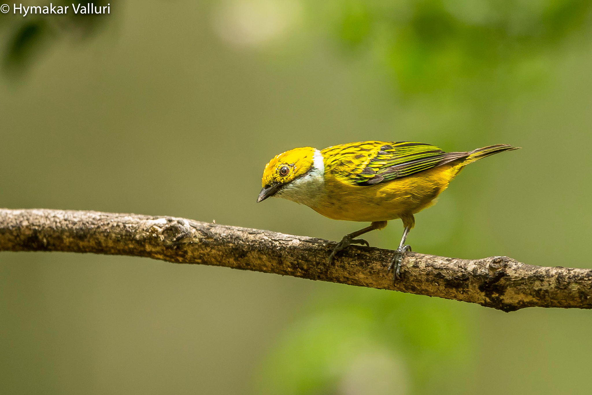 Canon EOS-1D X + Canon EF 500mm F4L IS II USM sample photo. Silver throated tanager photography