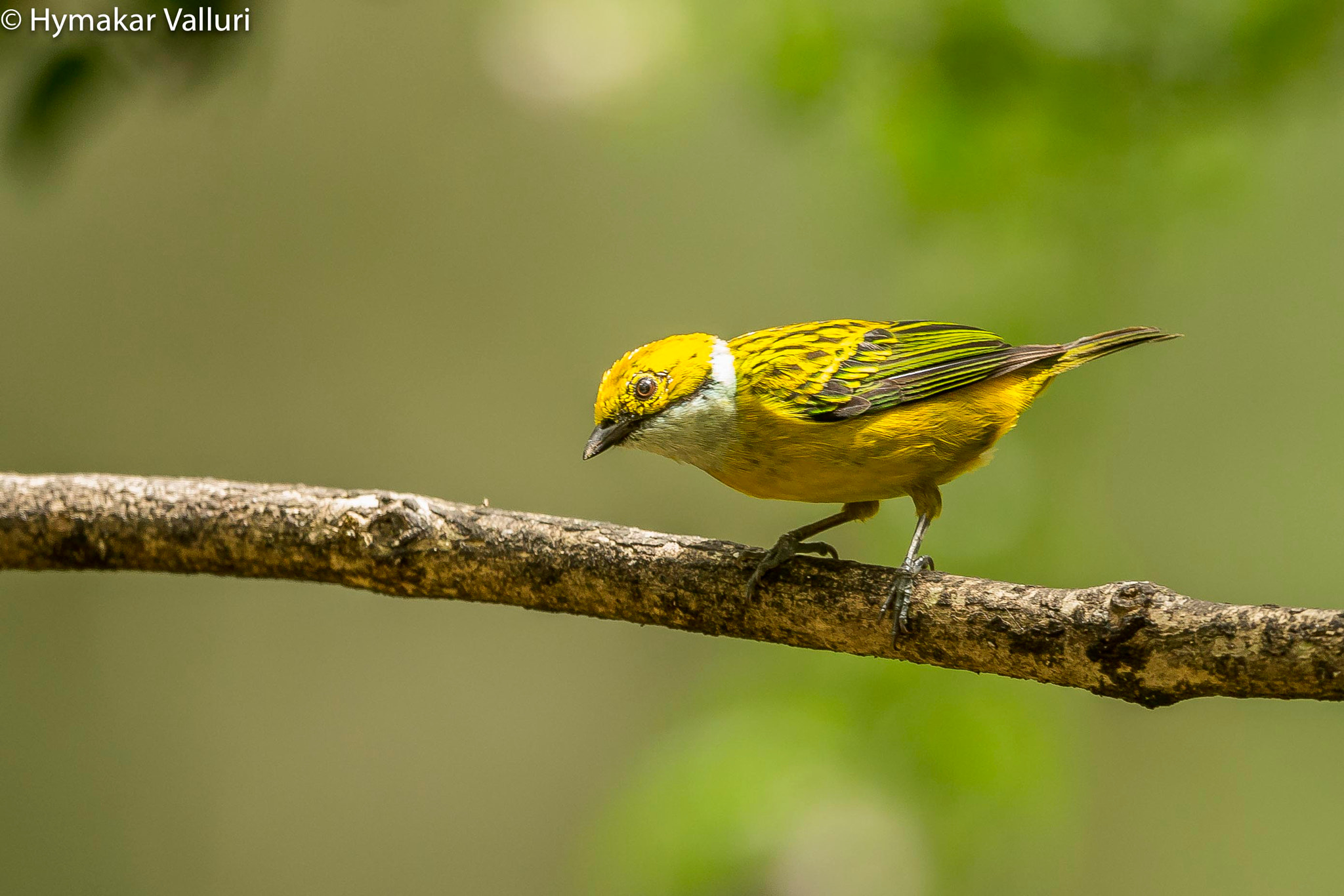 Canon EF 500mm F4L IS II USM sample photo. Silver throated tanager photography