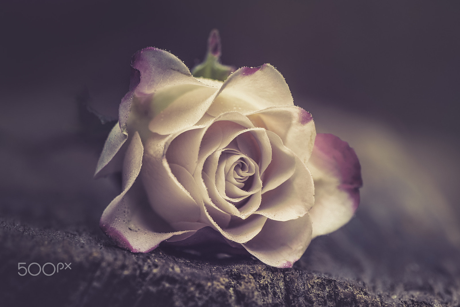 Nikon AF-S Micro-Nikkor 105mm F2.8G IF-ED VR sample photo. Perfection photography