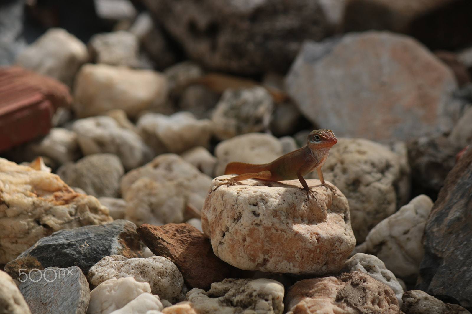 Canon EF-S 55-250mm F4-5.6 IS sample photo. [] photography