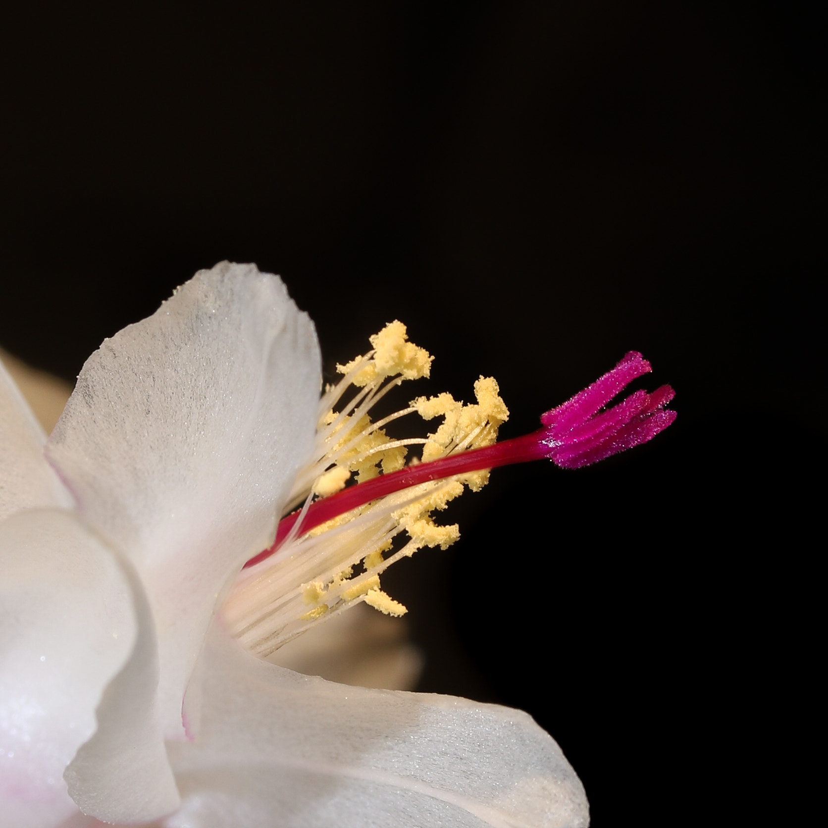 Canon EF-S 60mm F2.8 Macro USM sample photo. Blossom of a schlumbergera cactus photography