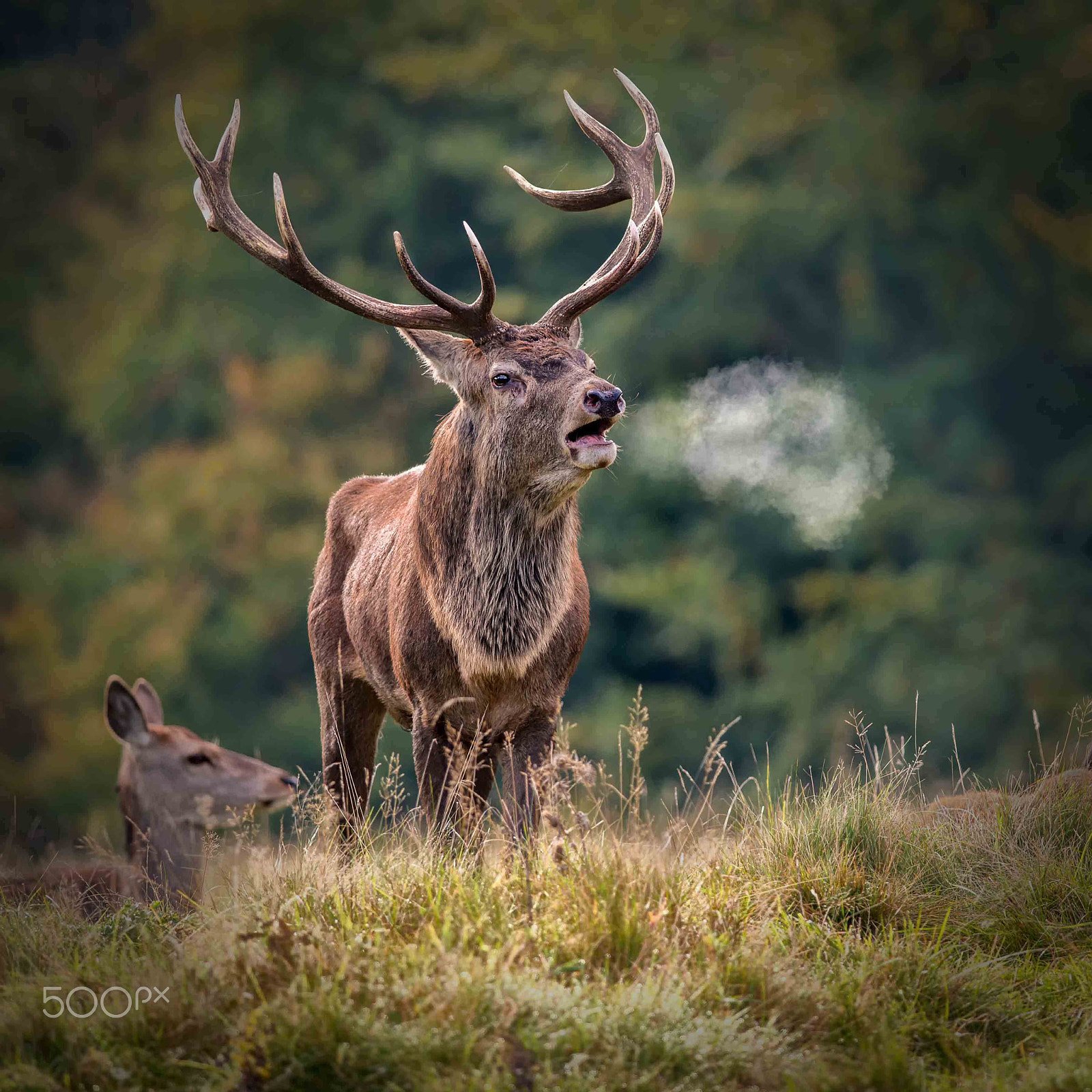 Nikon D800 + Nikon AF-S Nikkor 300mm F4D ED-IF sample photo. Red deer stag photography