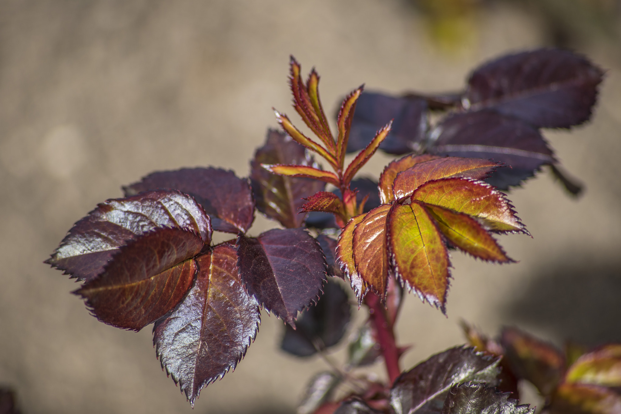 Sony a7 II sample photo. Rose buds photography