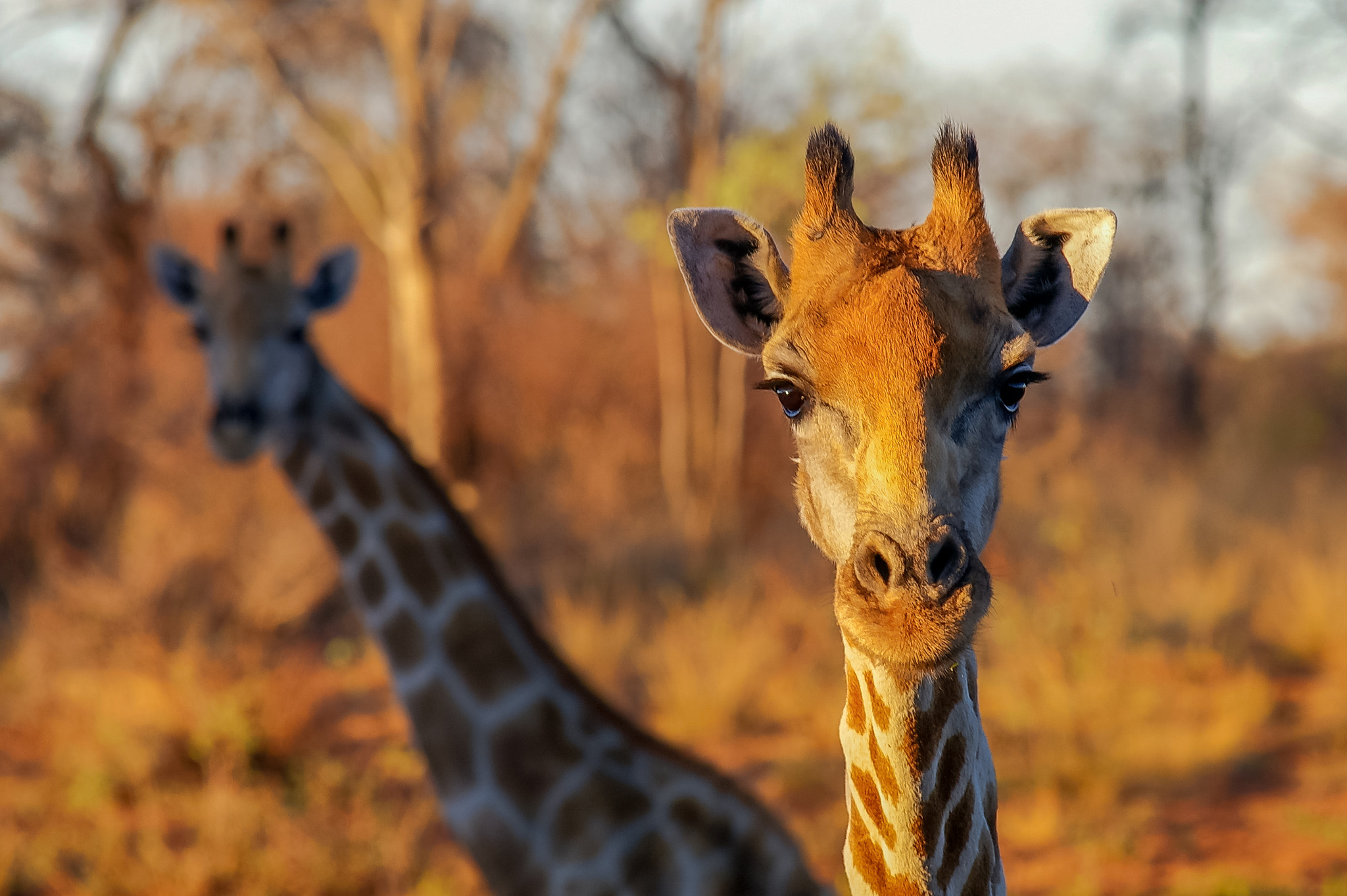 Pentax K100D + Sigma EX APO 100-300mm F4 IF sample photo. Giraffe closeup photography