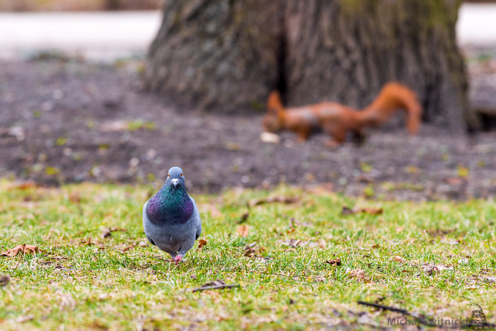 Pentax K-1 + Pentax smc DA* 300mm F4.0 ED (IF) SDM sample photo. Squirrel at the birdwalk photography