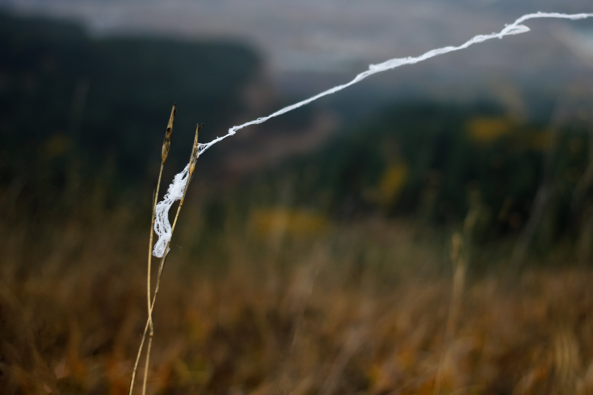 Canon EOS 60D + Canon EF 40mm F2.8 STM sample photo. Бабье лето photography
