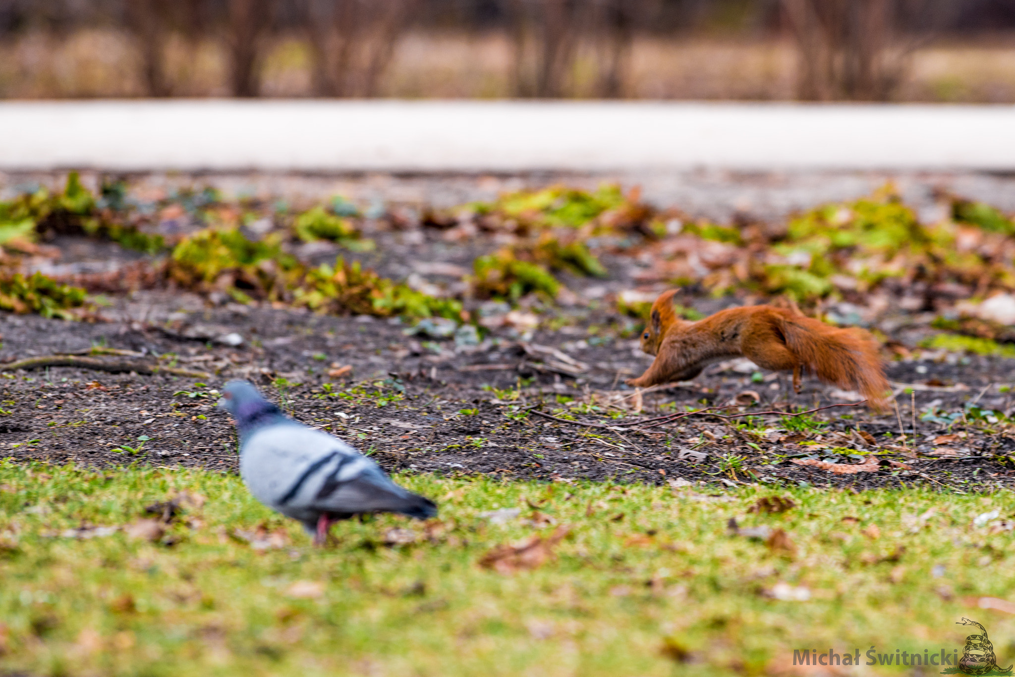 Pentax K-1 + Pentax smc DA* 300mm F4.0 ED (IF) SDM sample photo. Running competition in the wild photography