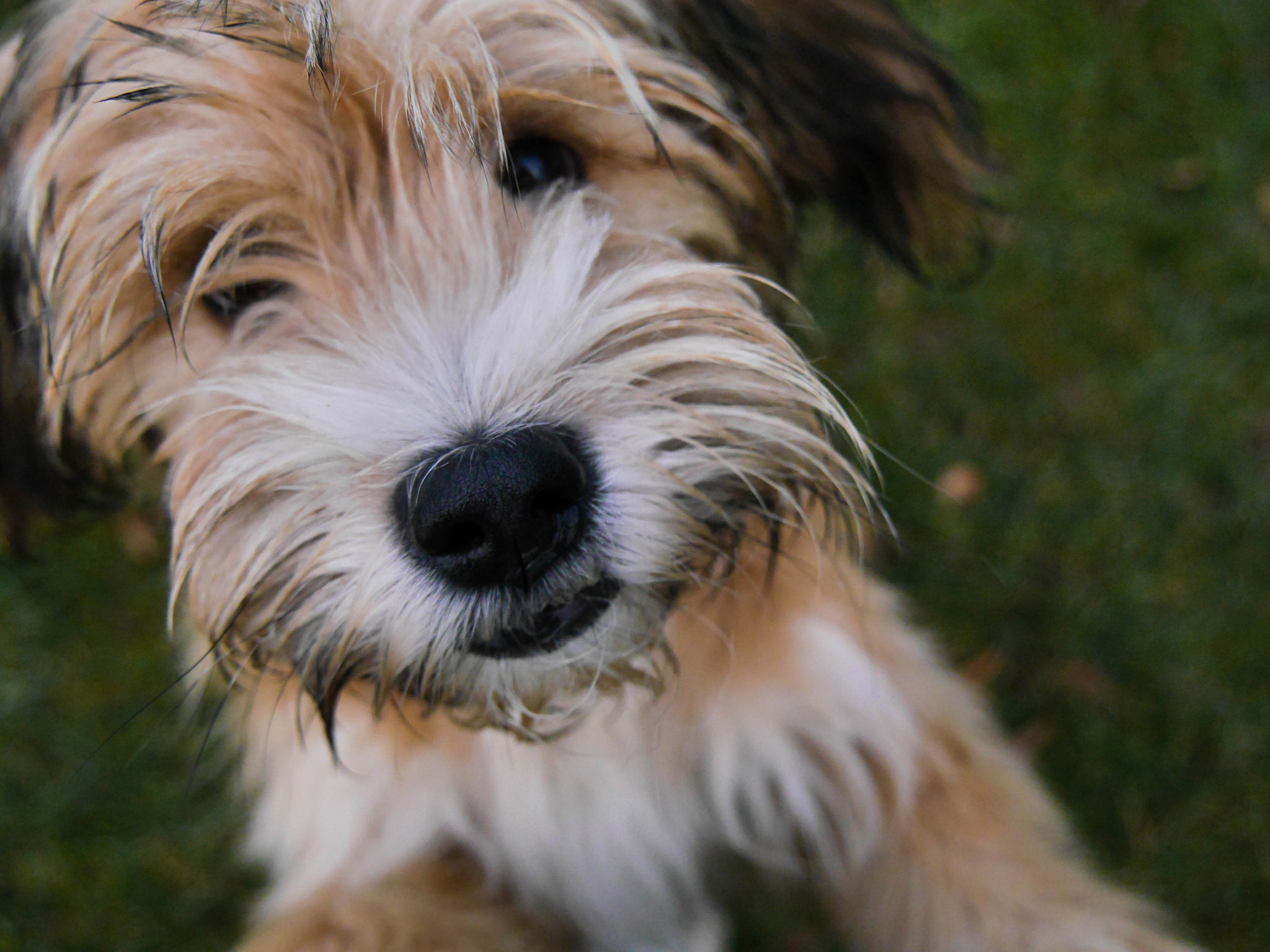 Panasonic Lumix DMC-G6 sample photo. Smiling dog photography