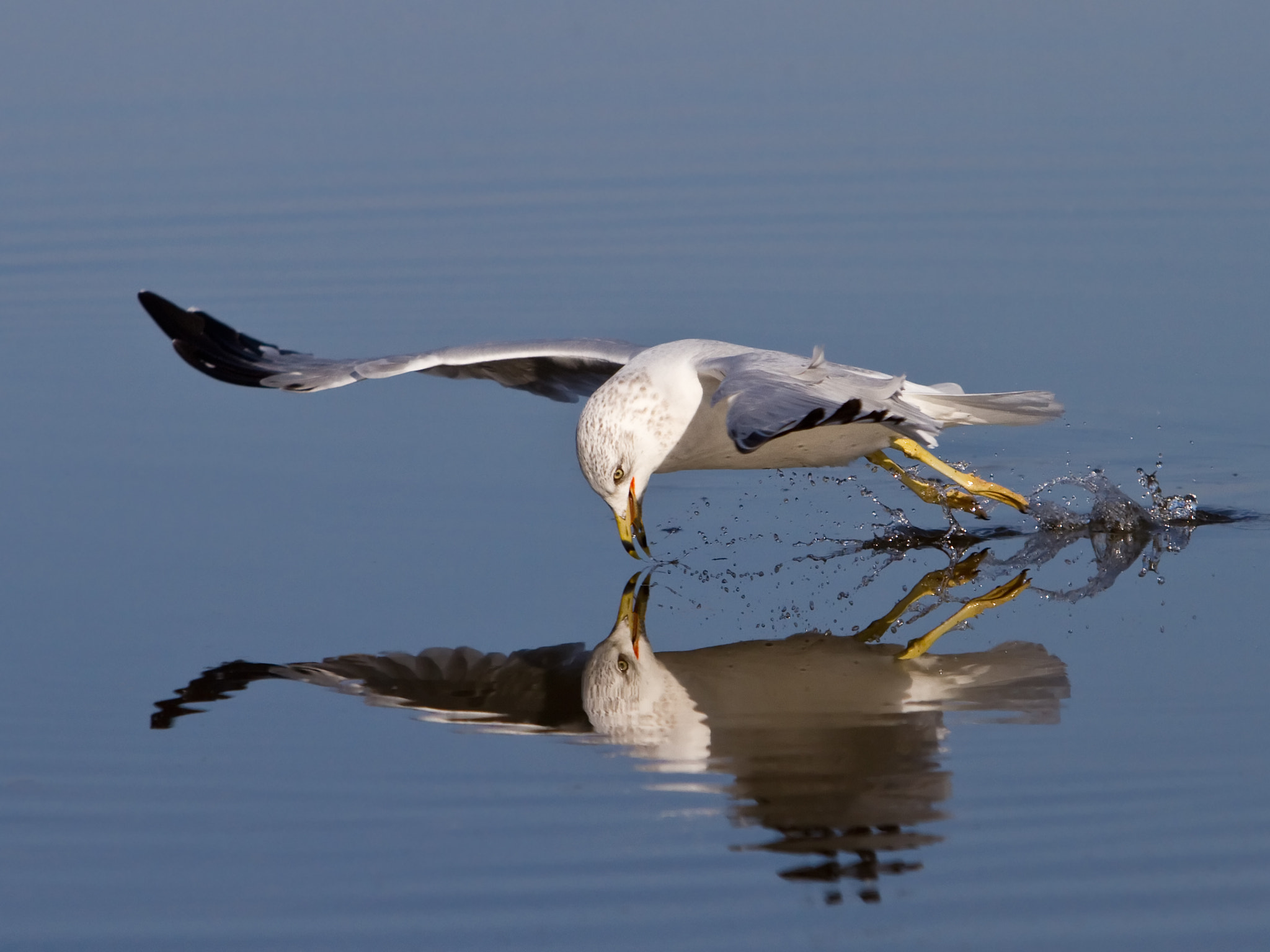 Canon EF 70-200mm F2.8L IS USM sample photo. Ring-billed gull photography