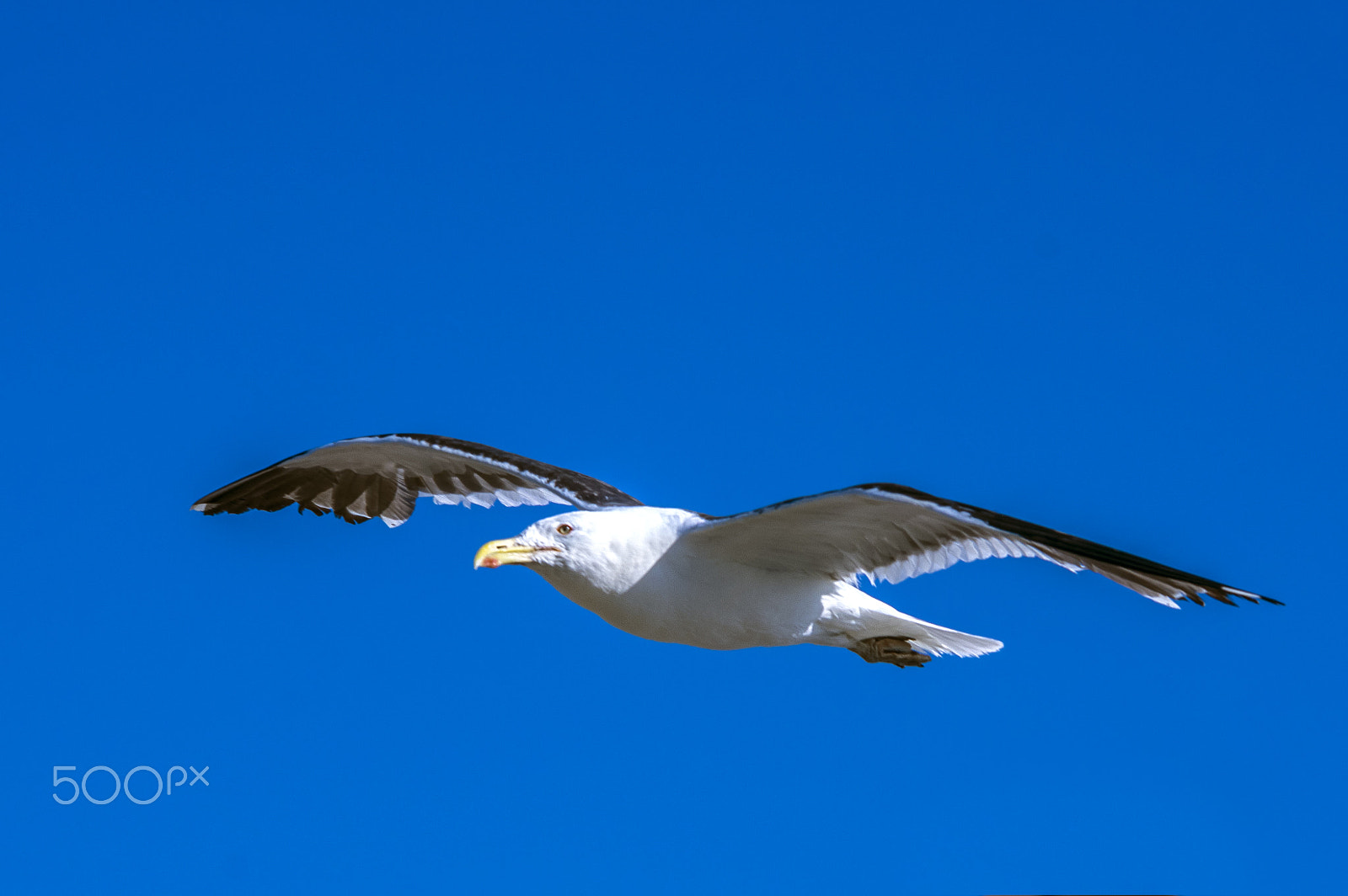 Pentax K-3 II sample photo. Gaviota domionicana photography