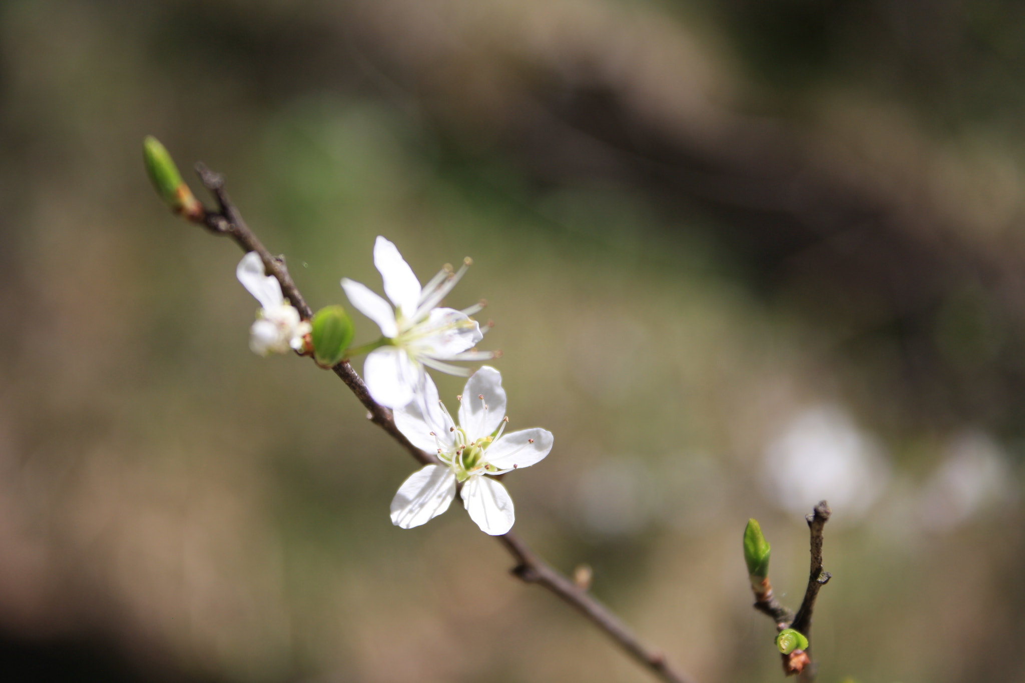Canon EOS 1000D (EOS Digital Rebel XS / EOS Kiss F) sample photo. Spring photography