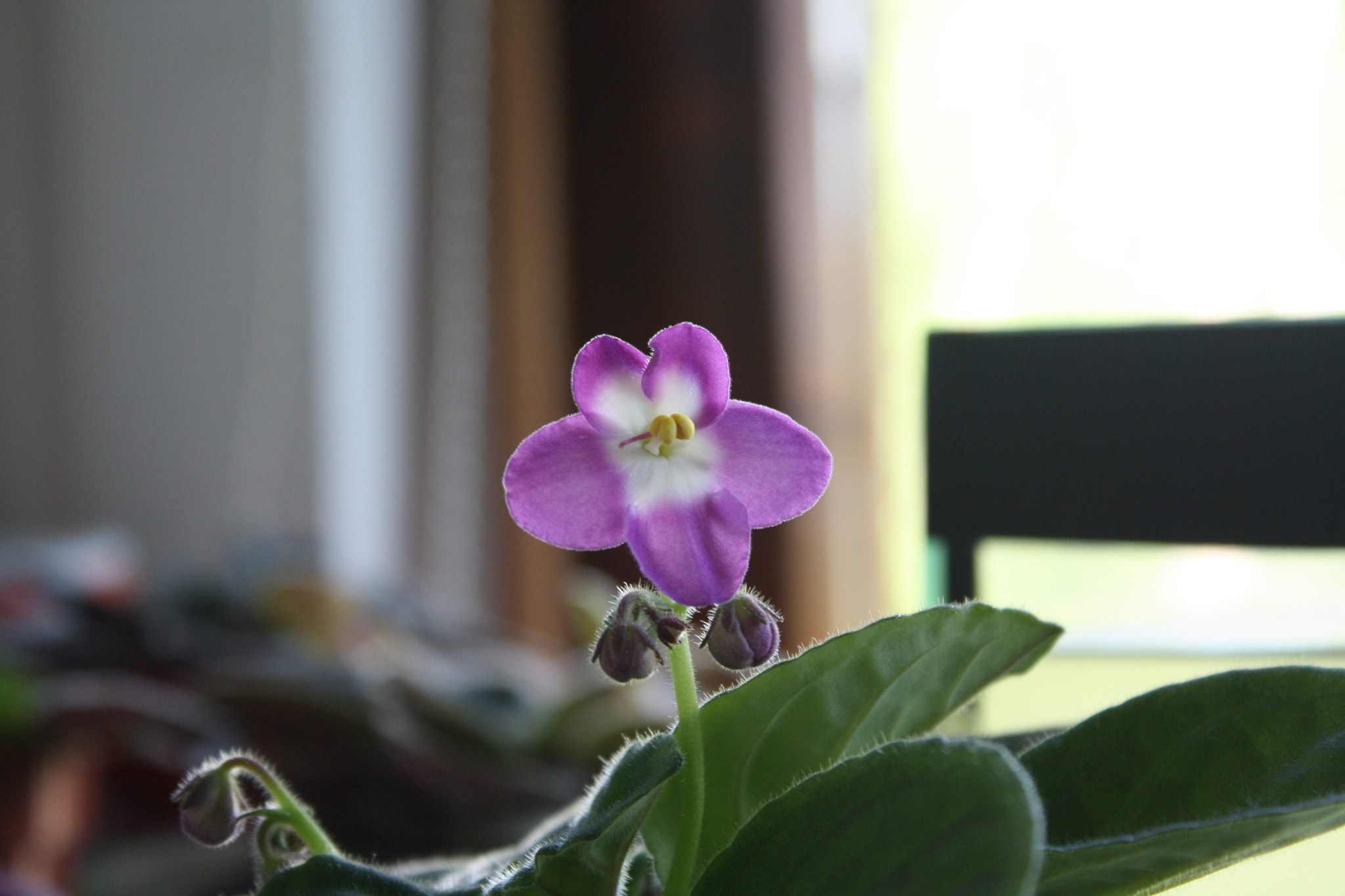 Canon EOS 1000D (EOS Digital Rebel XS / EOS Kiss F) sample photo. Violet photography