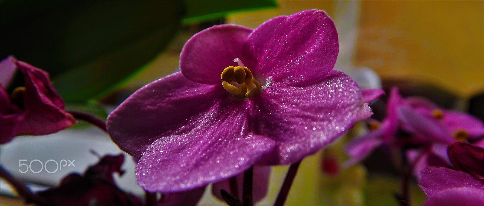Fujifilm FinePix S3400 sample photo. Shiny flowers photography