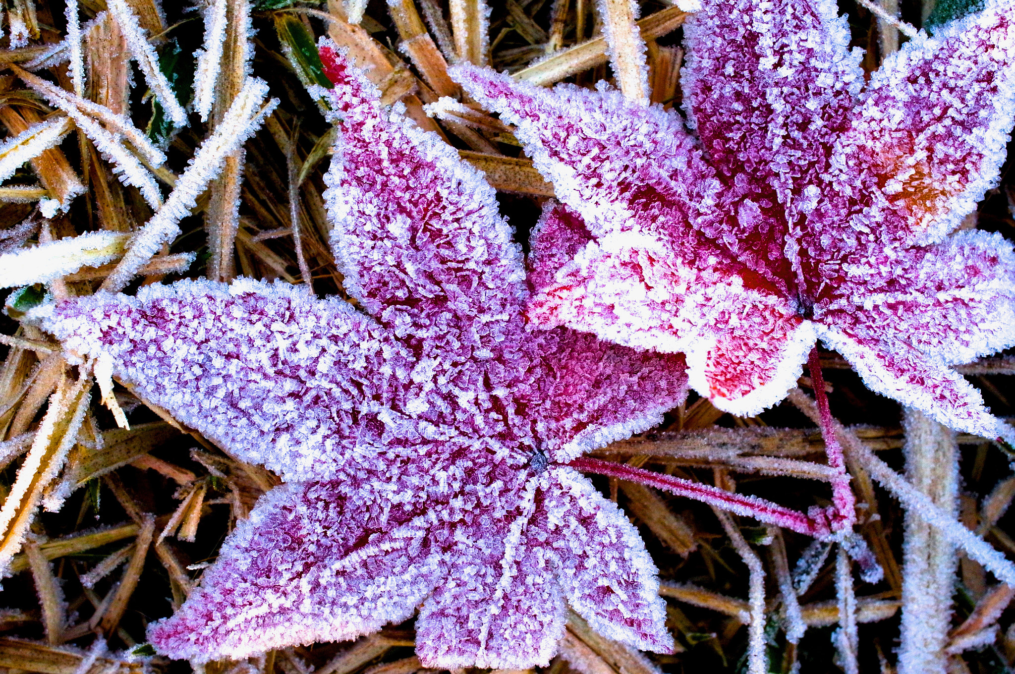 Ricoh GXR A12 sample photo. One cold morning photography