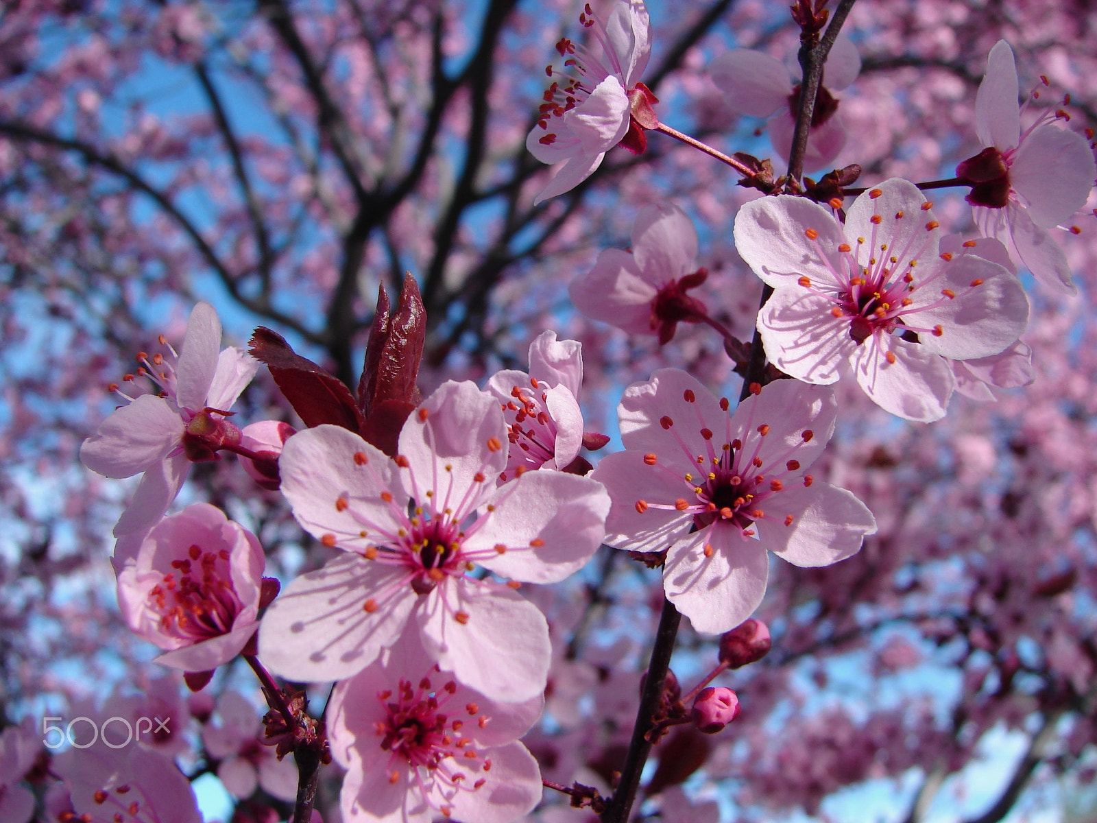 Sony DSC-H1 sample photo. Spring blossoms photography