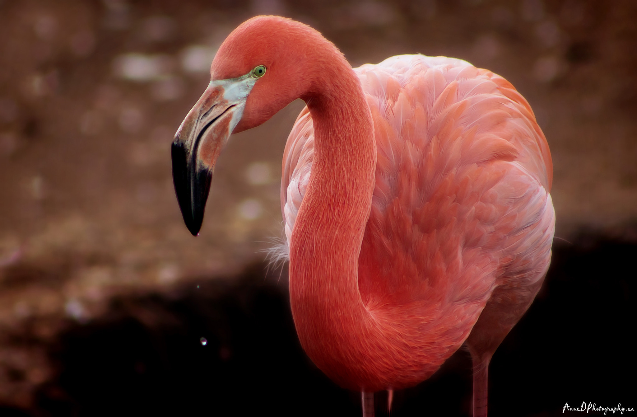 Canon EF 75-300mm f/4-5.6 USM sample photo. The pink flamingo photography