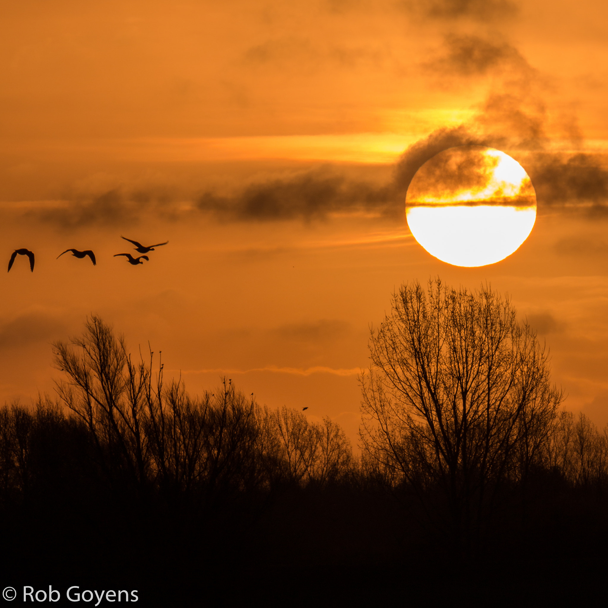 Canon EOS 70D sample photo. Birds flying to the sun photography