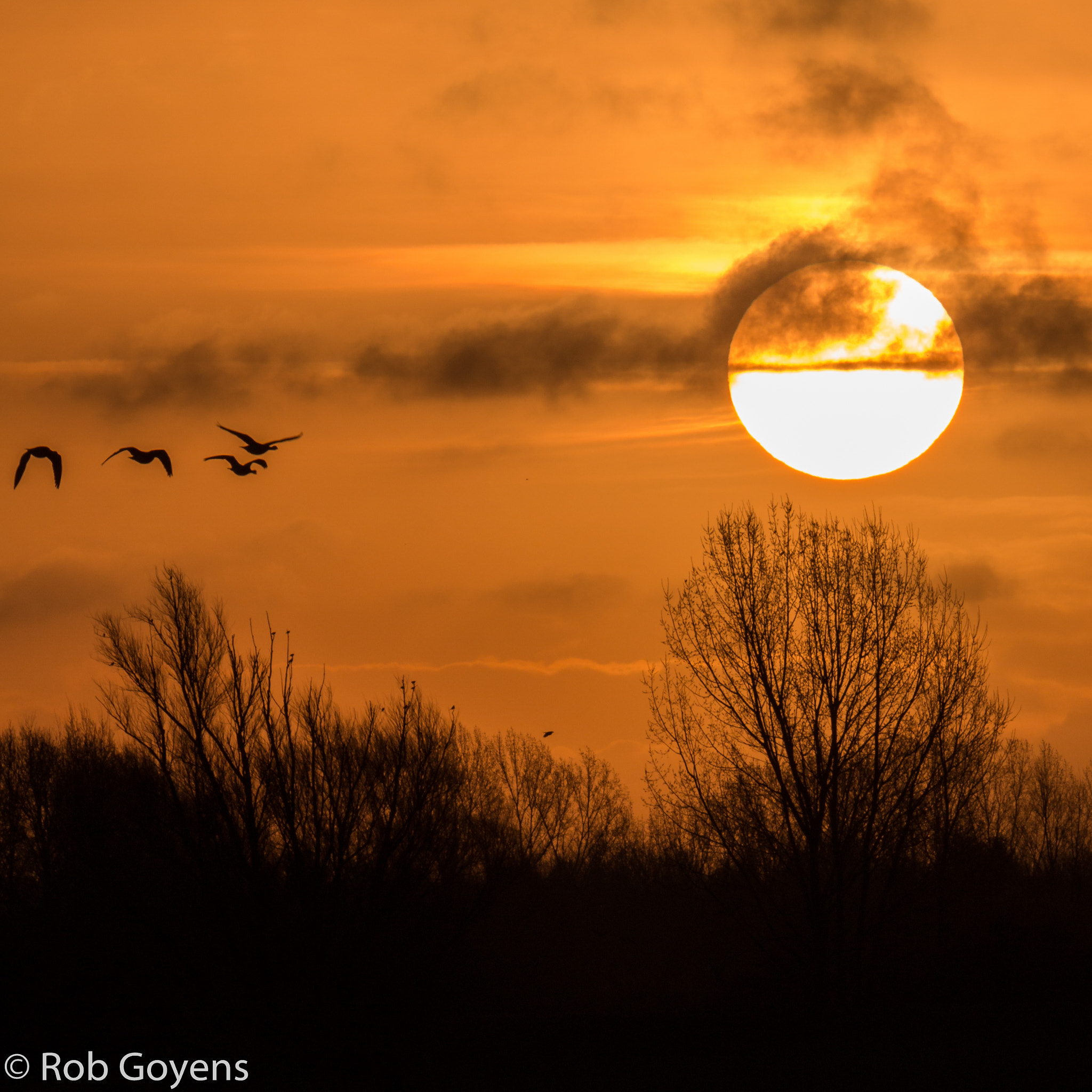 Canon EF-S 55-250mm F4-5.6 IS II sample photo. Birds flying to the sun photography