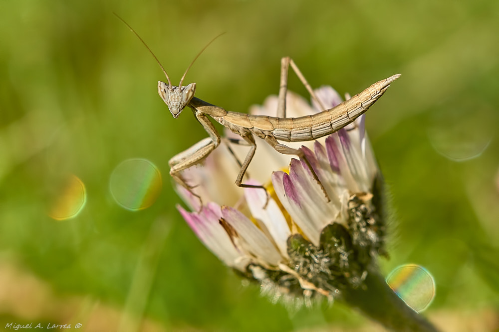 Sony ILCA-77M2 sample photo. Mantis photography