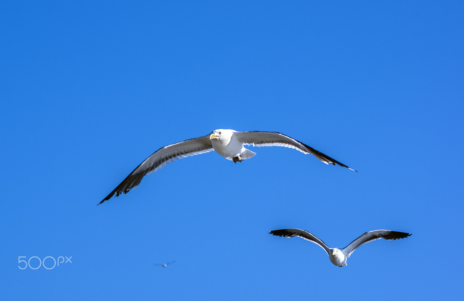 Pentax K-3 II sample photo. Gaviota domionicana photography