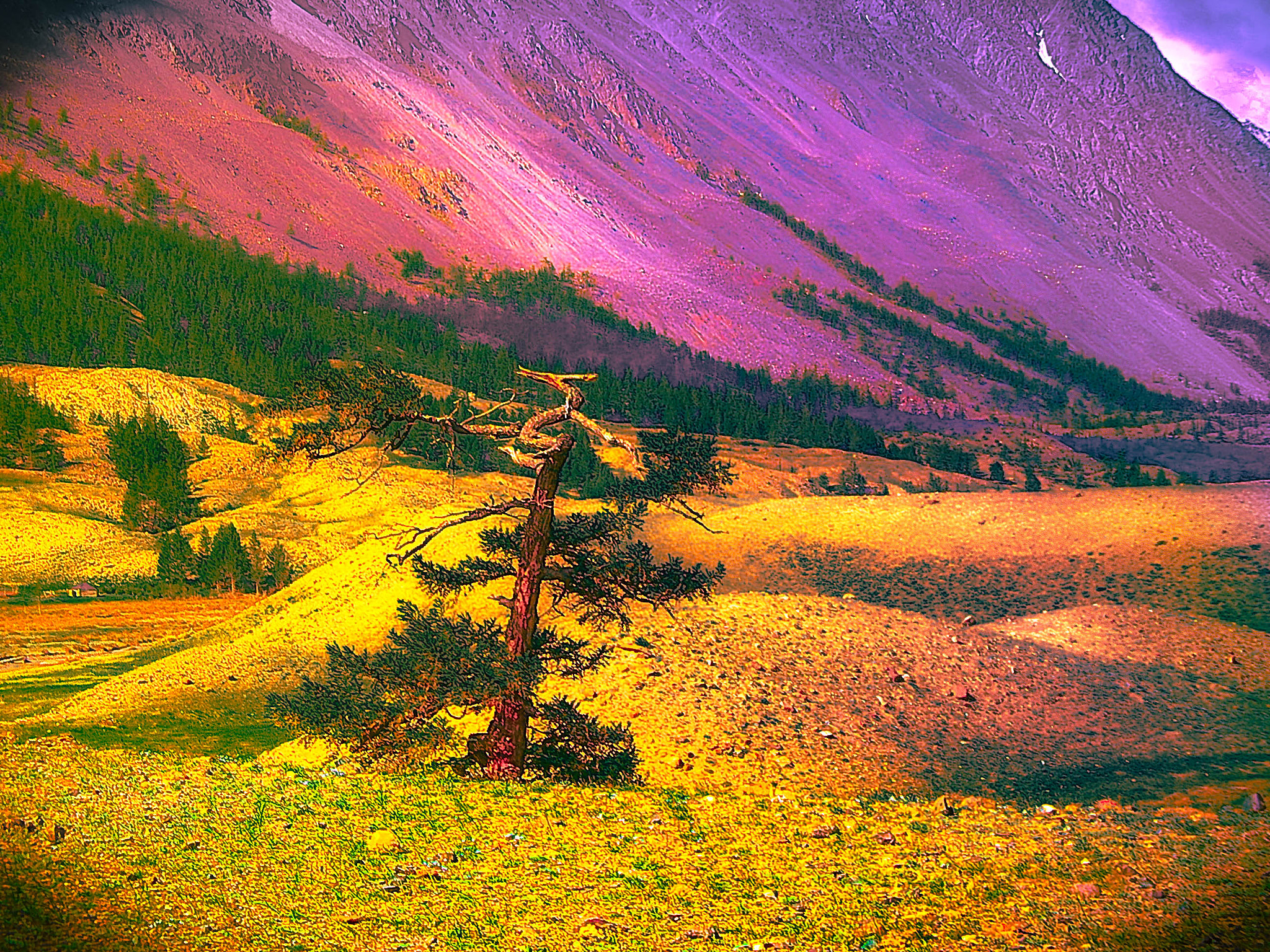 Pentax OPTIO L40 sample photo. Forrest in mars photography