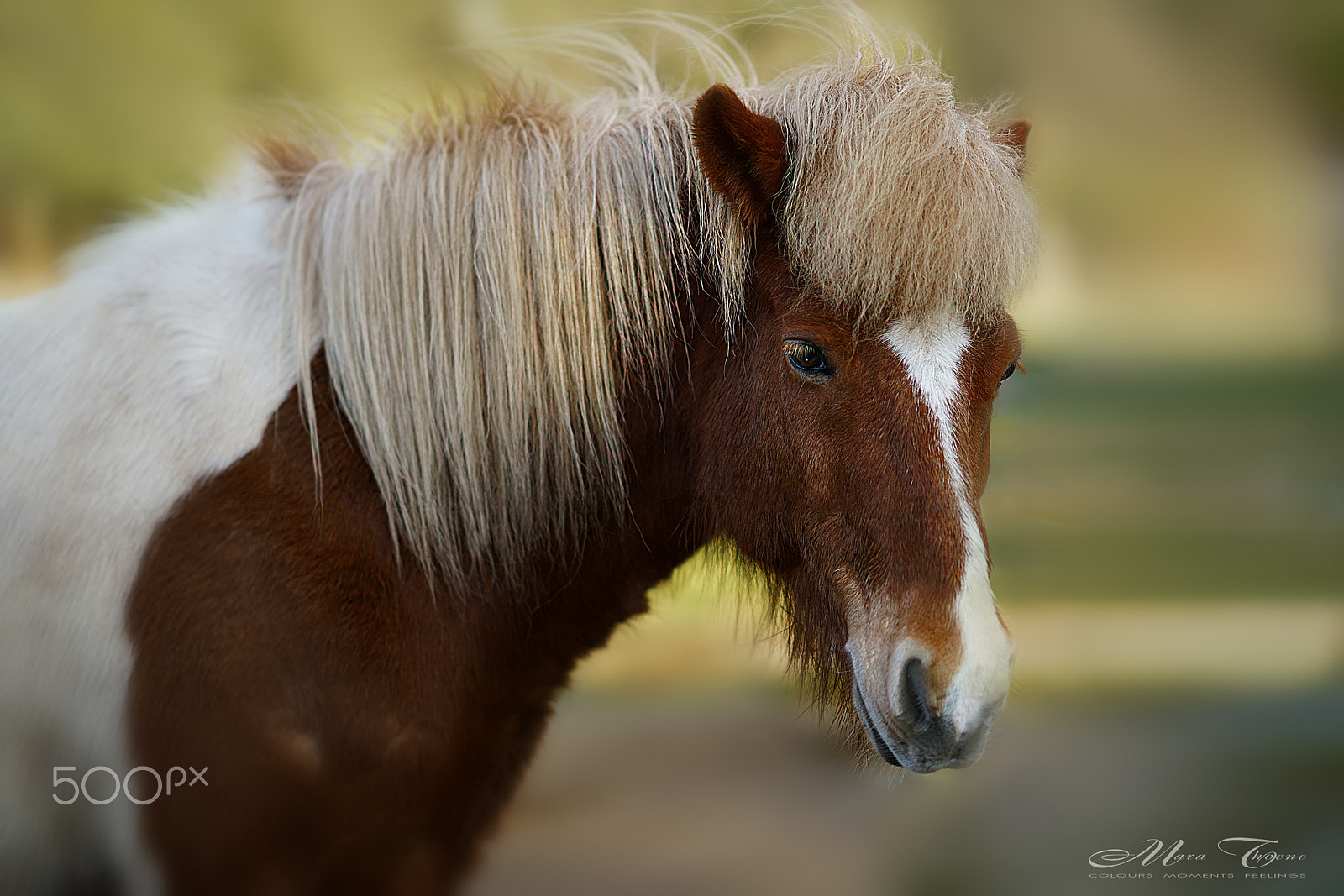 Sony FE 85mm F1.4 GM sample photo. Icelandic horse photography