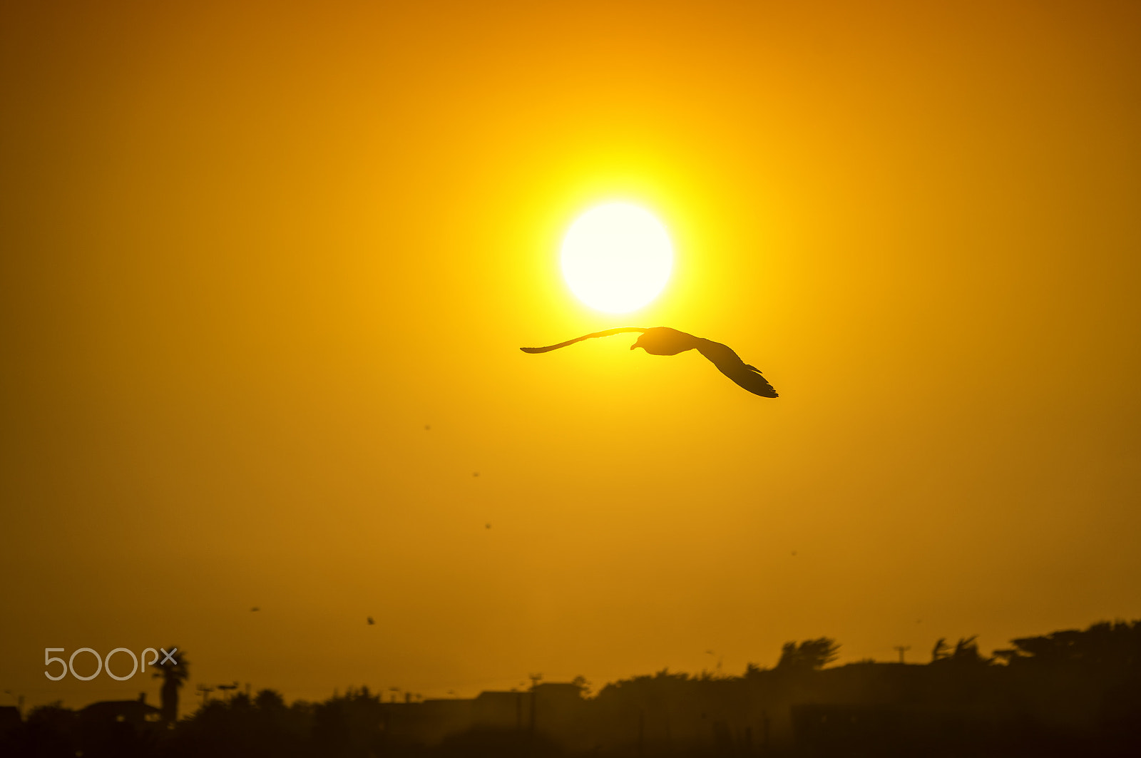 Pentax K-3 II + Sigma sample photo. Gaviota domionicana photography