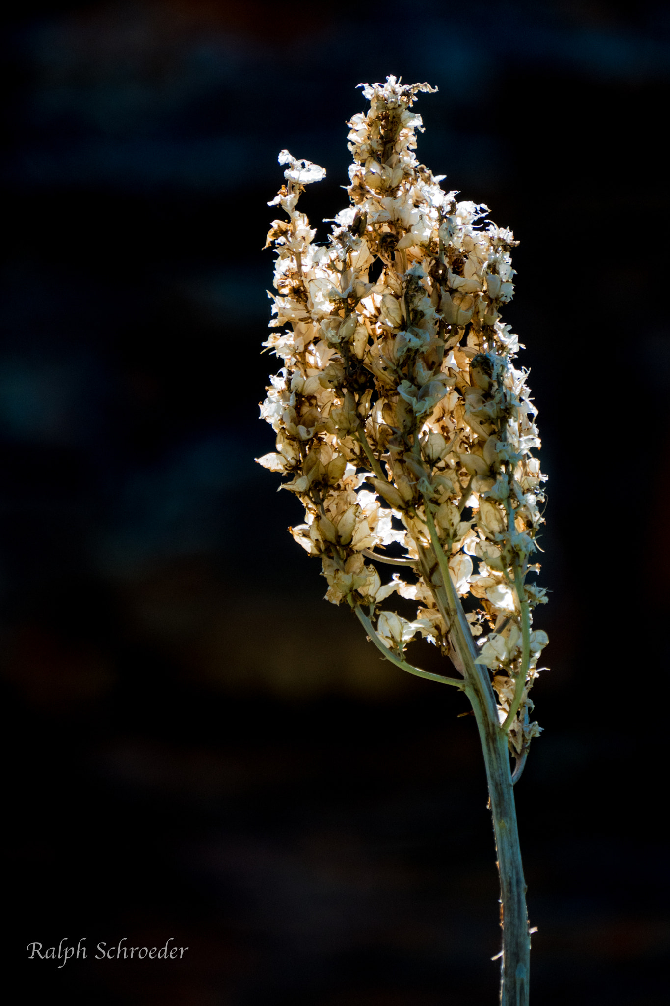Sony E 18-200mm F3.5-6.3 OSS sample photo. Durango photography
