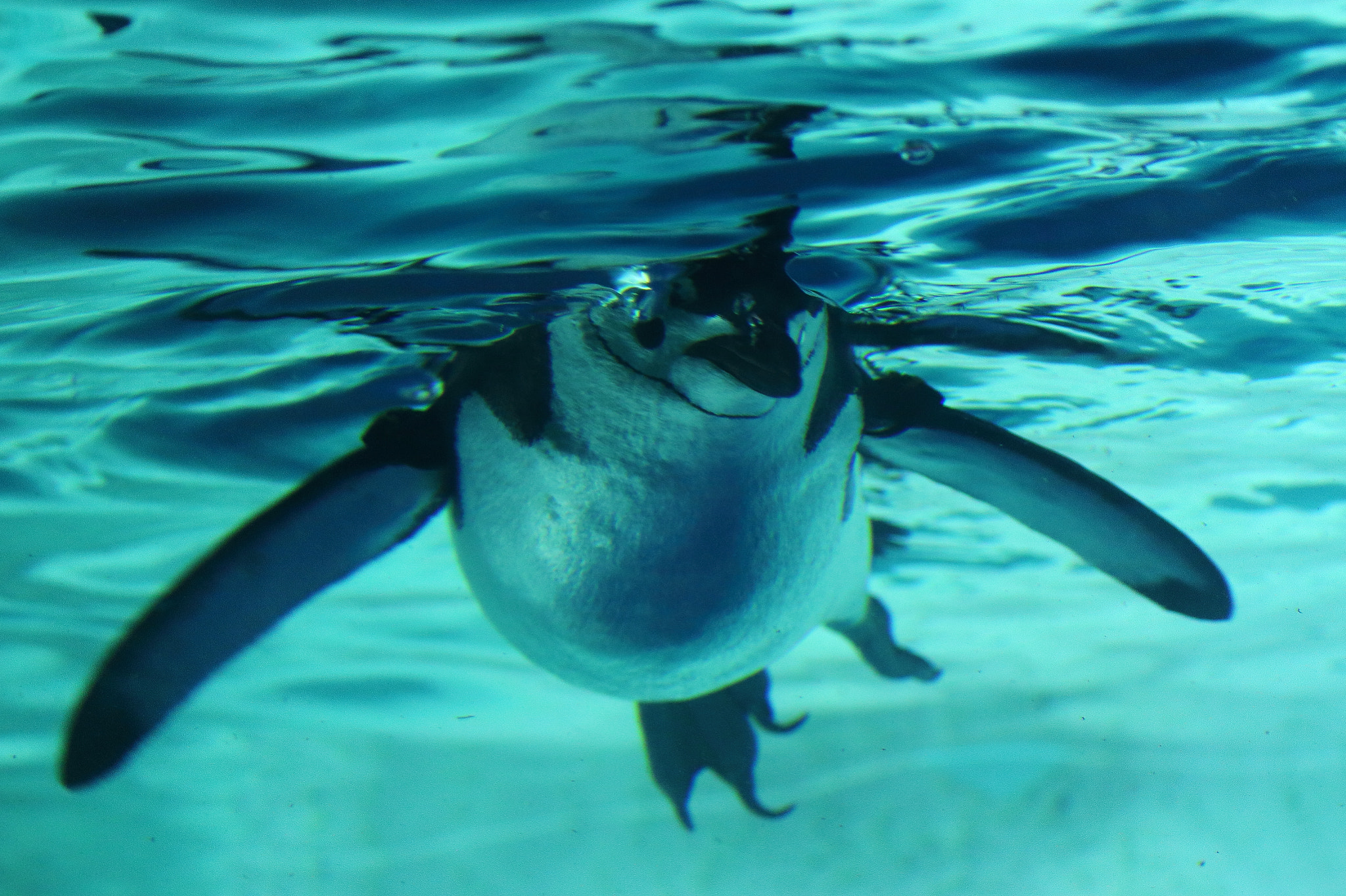 Canon EOS 100D (EOS Rebel SL1 / EOS Kiss X7) sample photo. Penguin photography