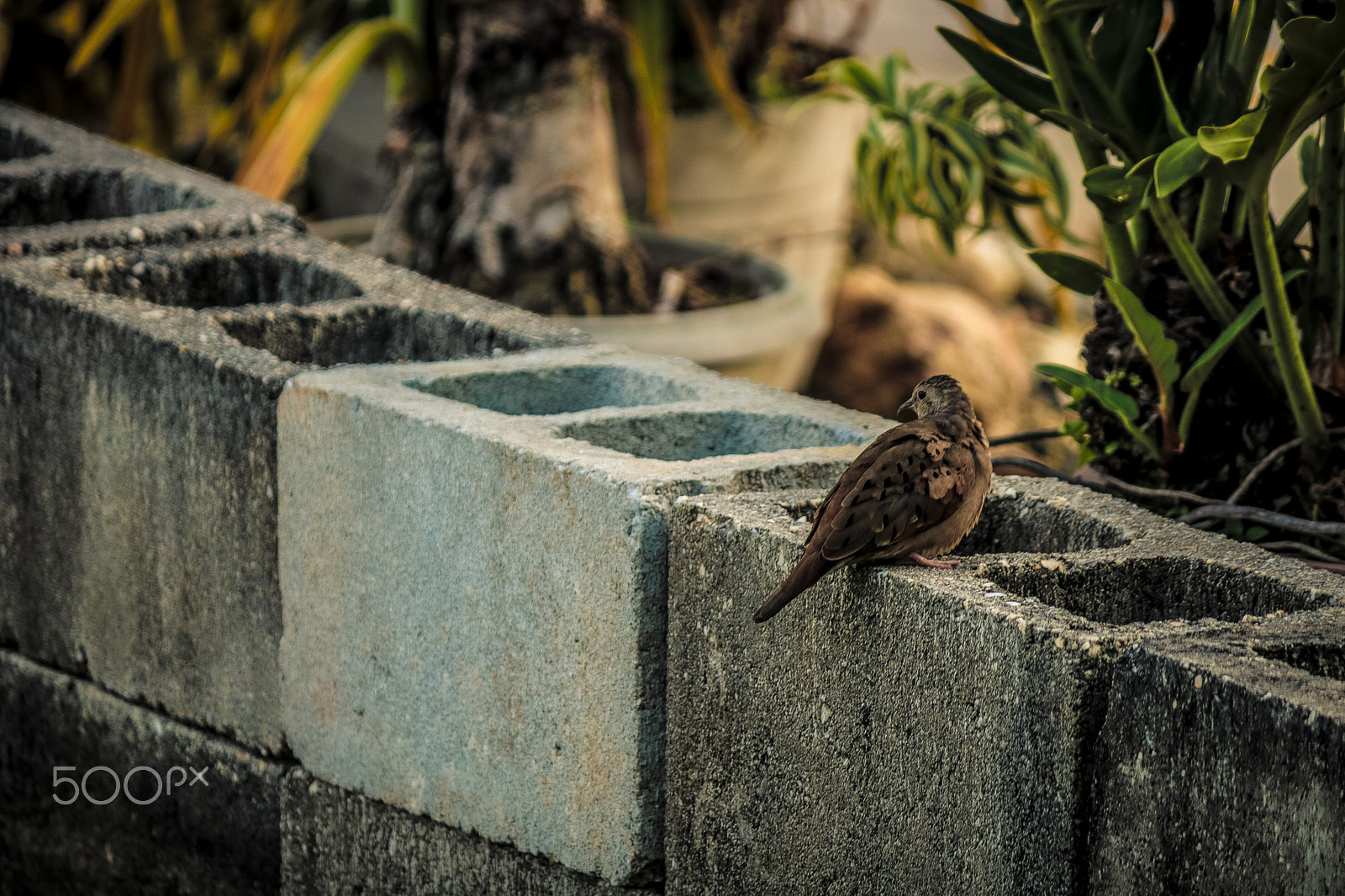 Canon EF-S 55-250mm F4-5.6 IS sample photo. Img photography