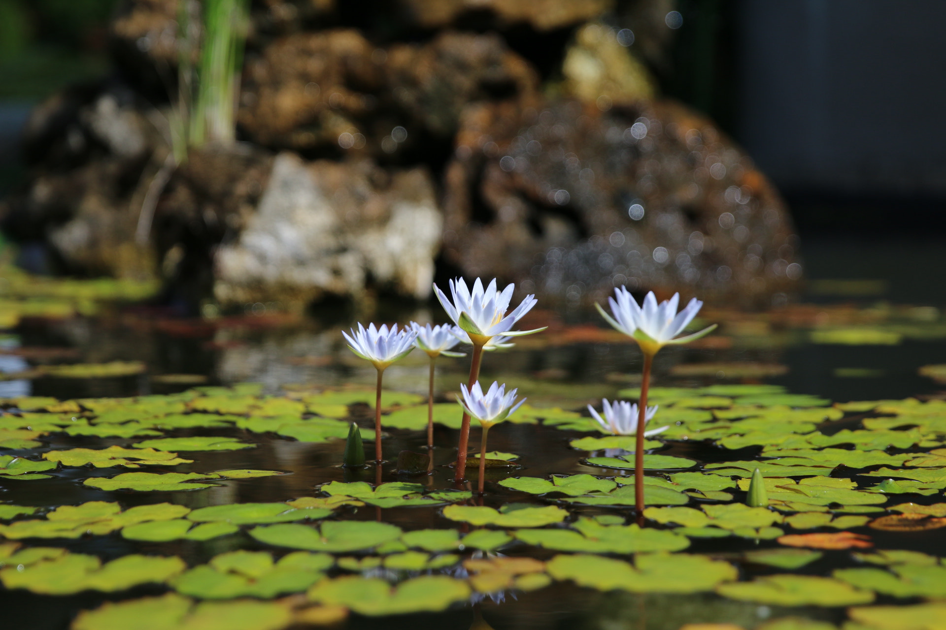Canon EF 24-70mm F2.8L II USM sample photo. Lily pads blooming in a pond photography