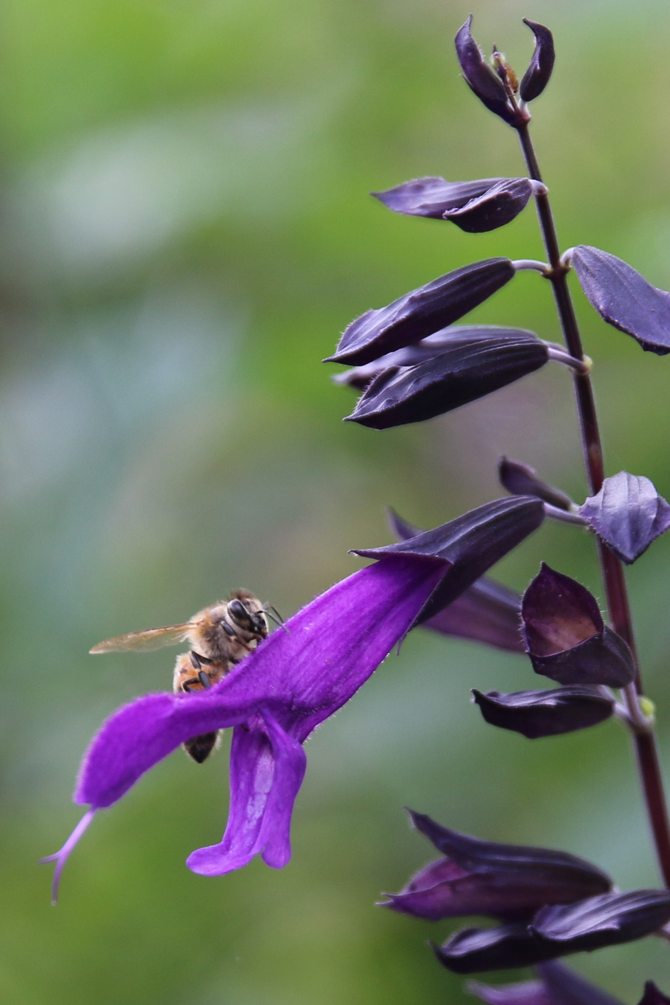 Canon EF 24-70mm F2.8L II USM sample photo