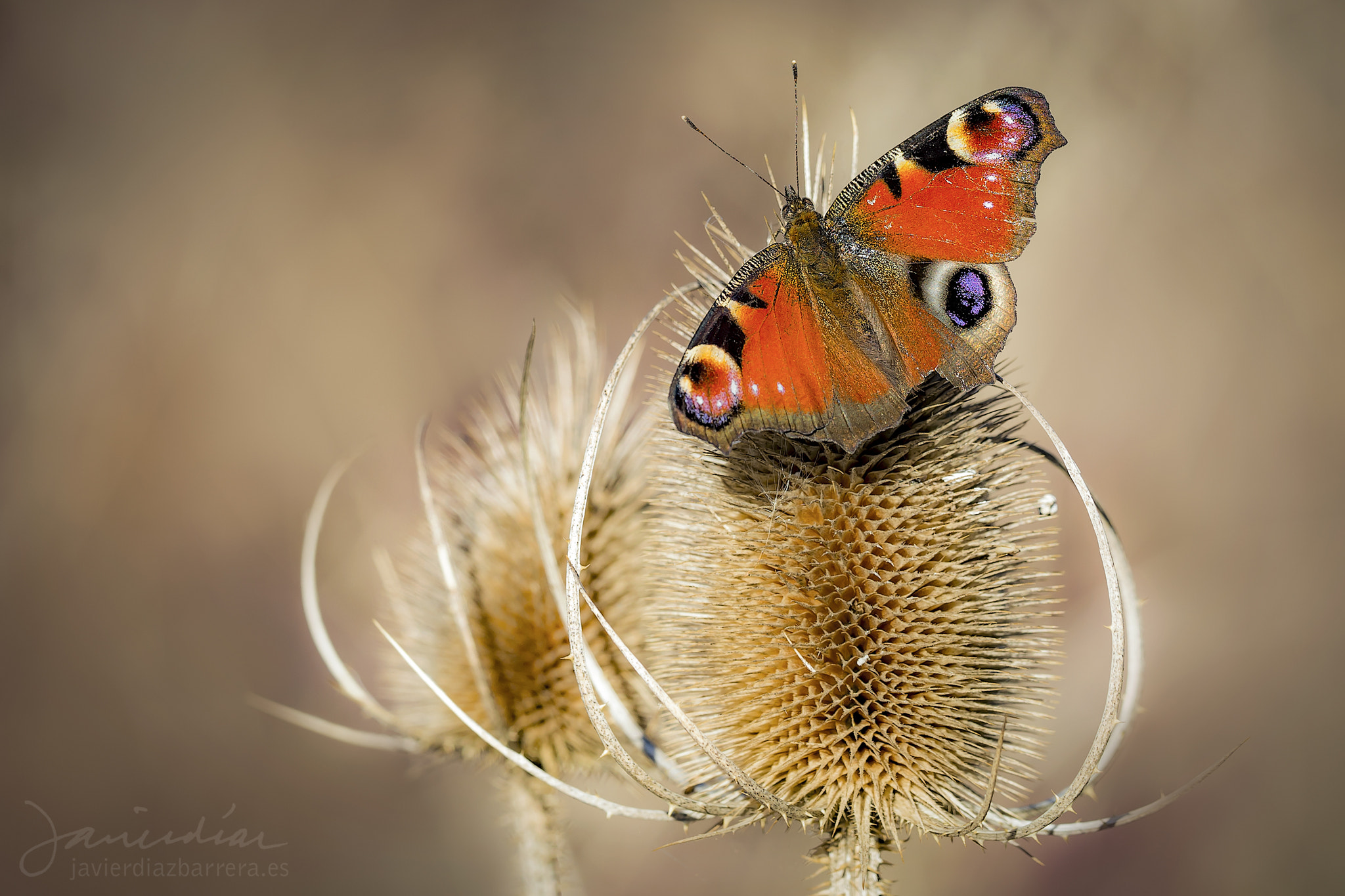 Sony a99 II + Sigma 180mm F3.5 EX DG Macro sample photo. The first of 2017 photography