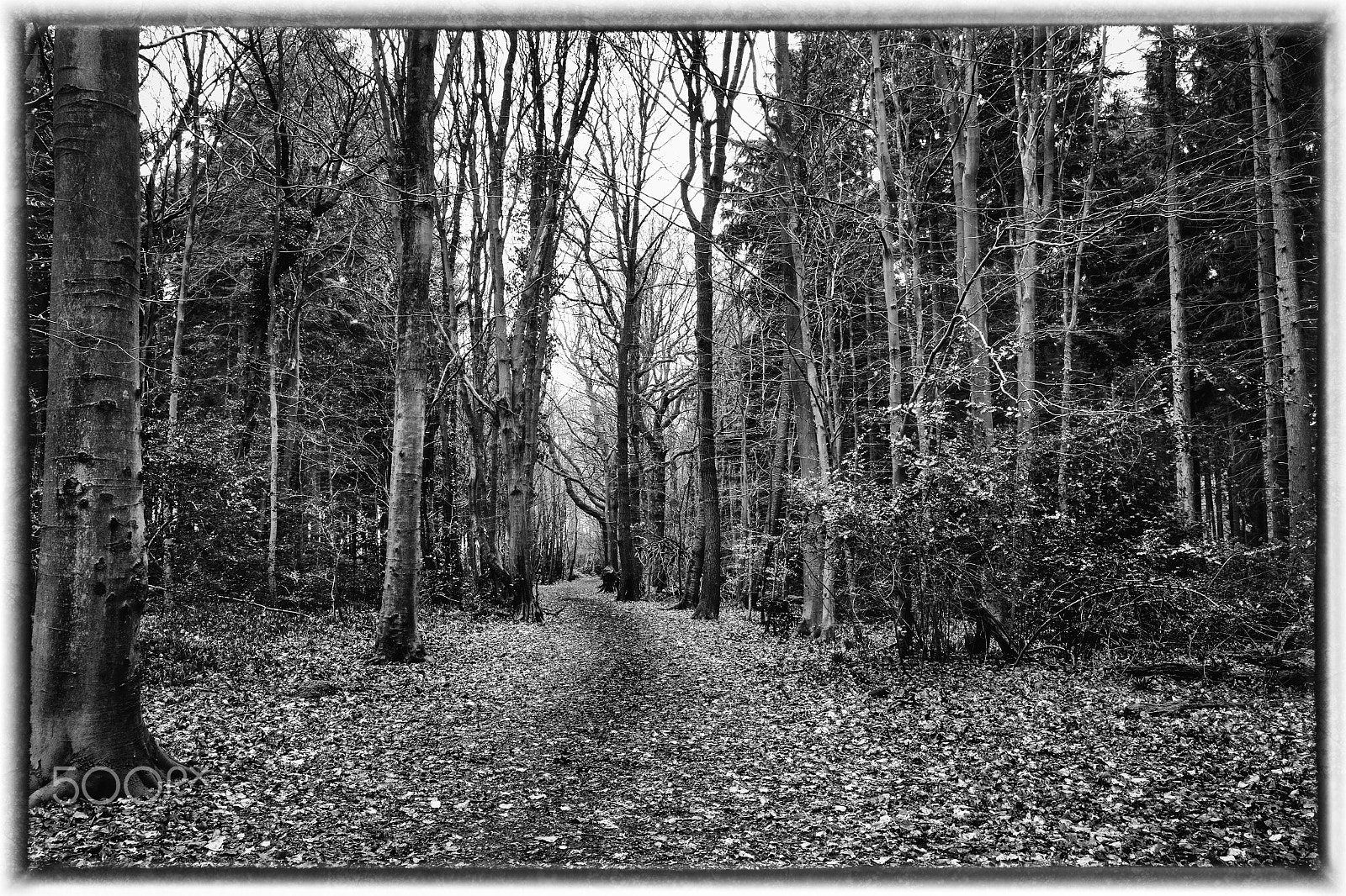 Sigma 17-70mm F2.8-4 DC Macro OS HSM sample photo. Woodland path photography