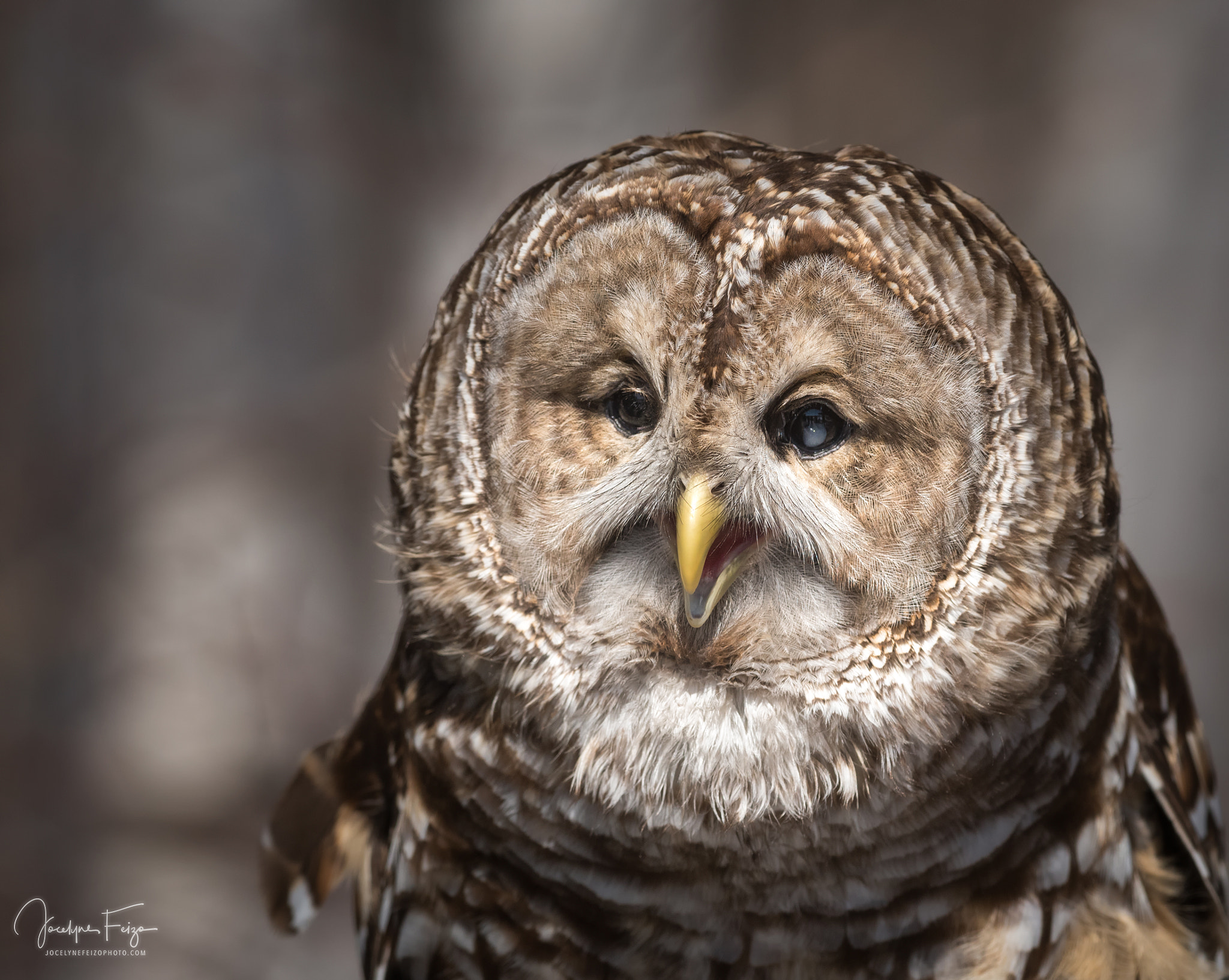 Nikon D750 + Nikon AF-S Nikkor 300mm F4D ED-IF sample photo. Caboche the old barred owl photography