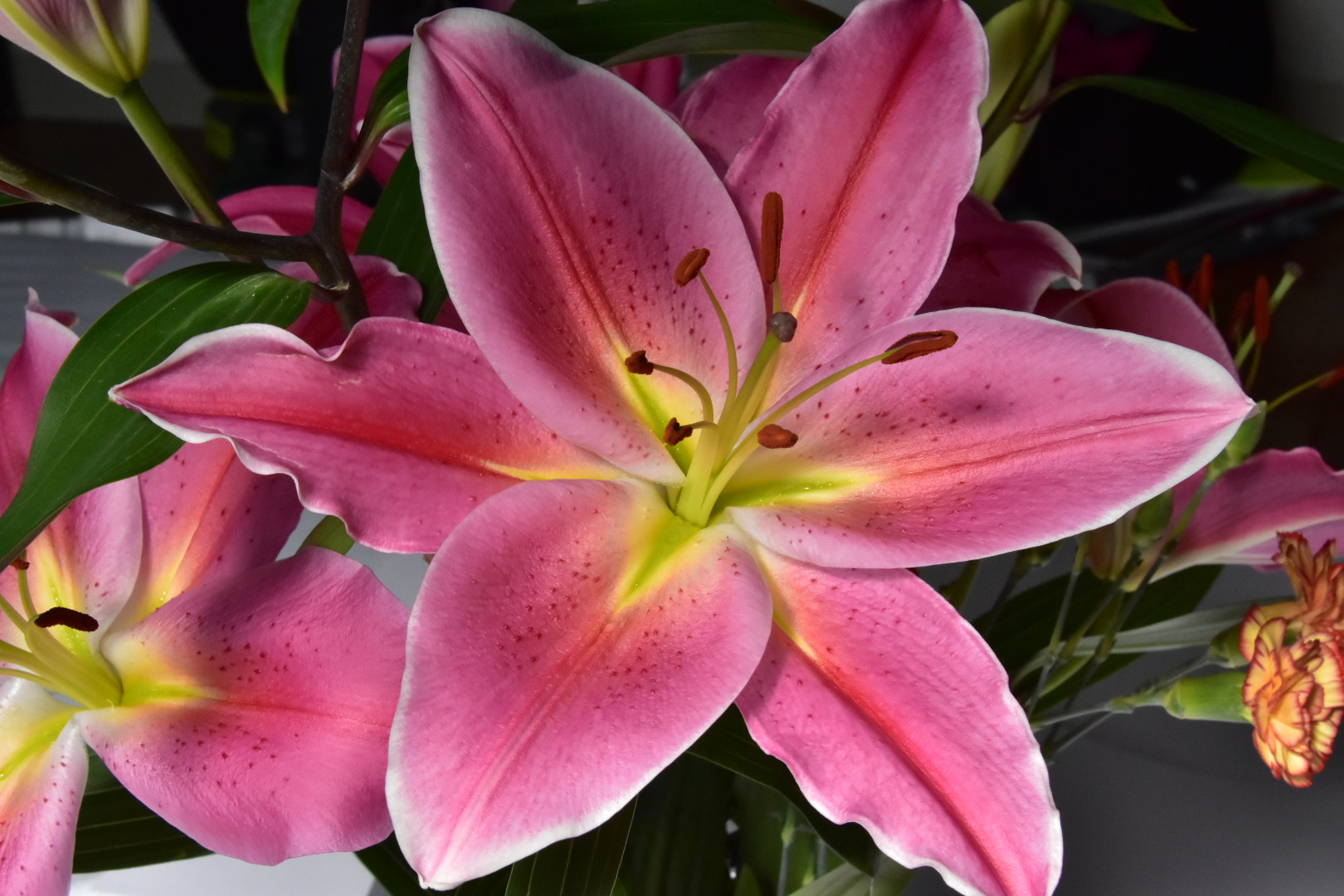 Nikon D7200 sample photo. Oriental lily  photography