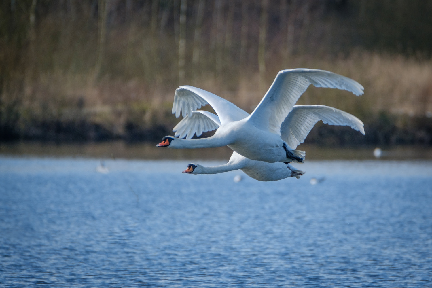 Fujifilm XF 100-400mm F4.5-5.6 R LM OIS WR sample photo. Envol photography