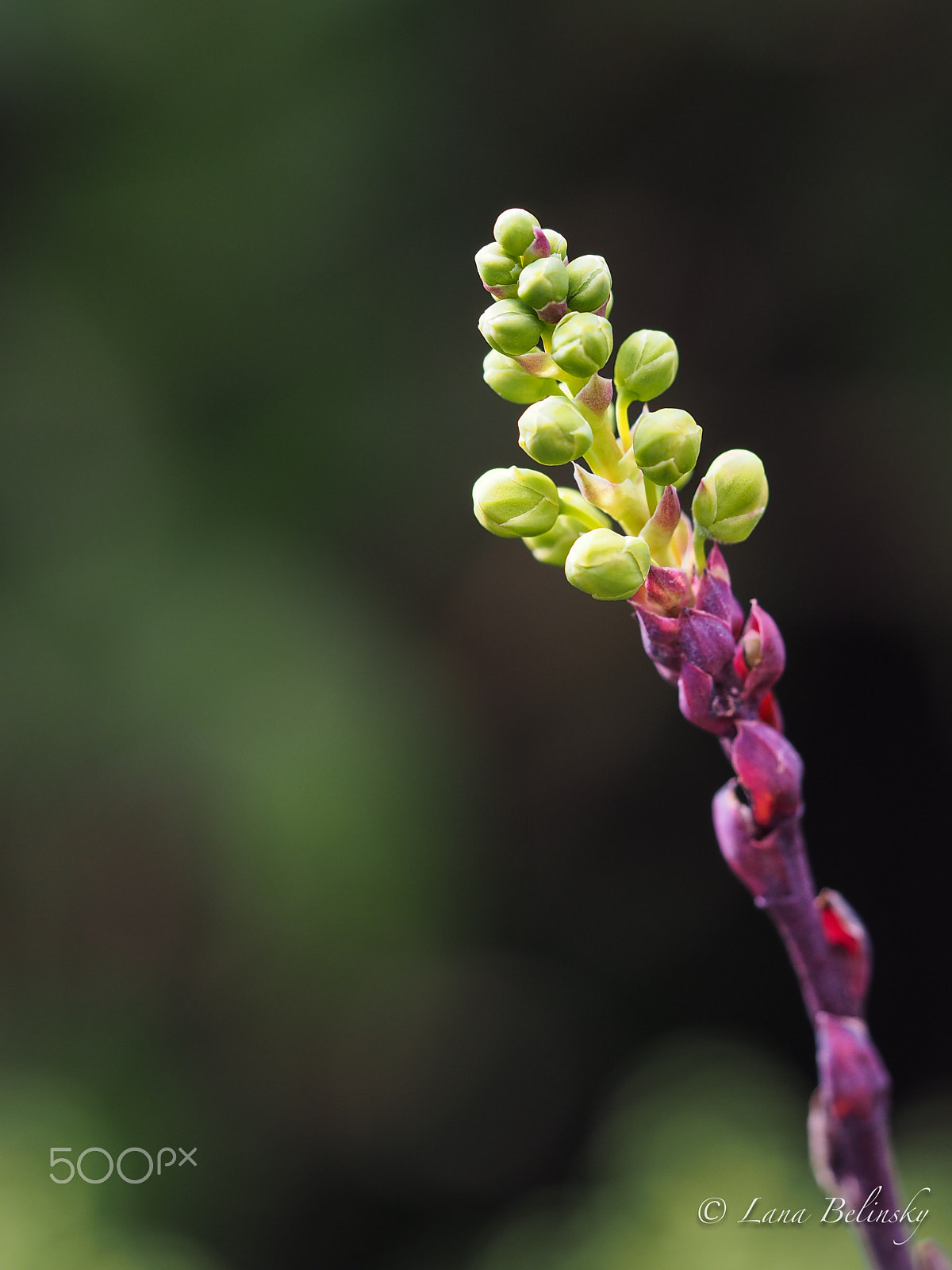 Olympus M.Zuiko Digital ED 60mm F2.8 Macro sample photo. Ready, steady... photography