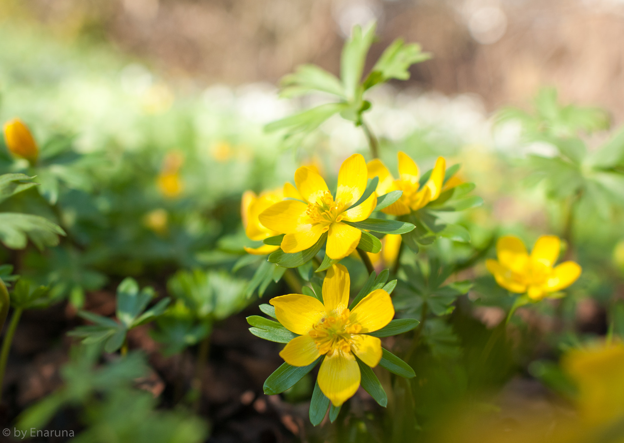 Nikon D300S + Nikon AF-S Nikkor 24mm F1.4G ED sample photo. Winter aconite photography