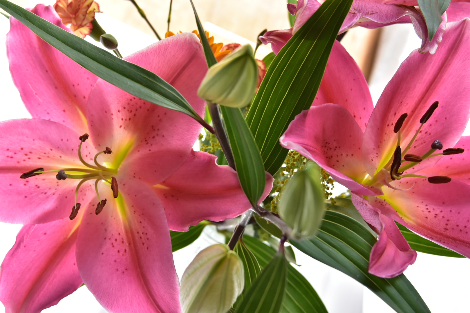 Nikon D7200 sample photo.  lily  photography