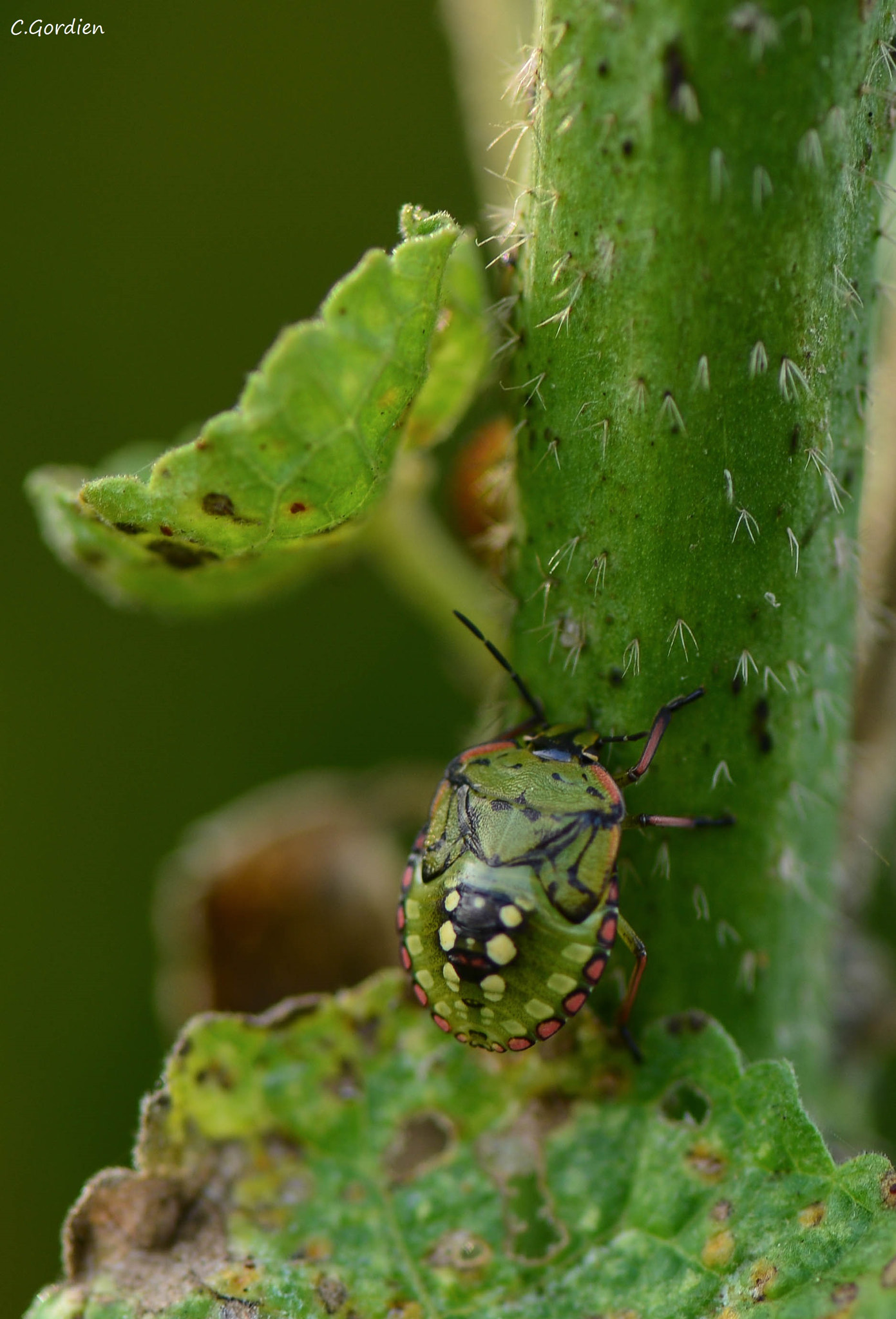 Nikon AF-S Micro-Nikkor 105mm F2.8G IF-ED VR sample photo. Dsc photography