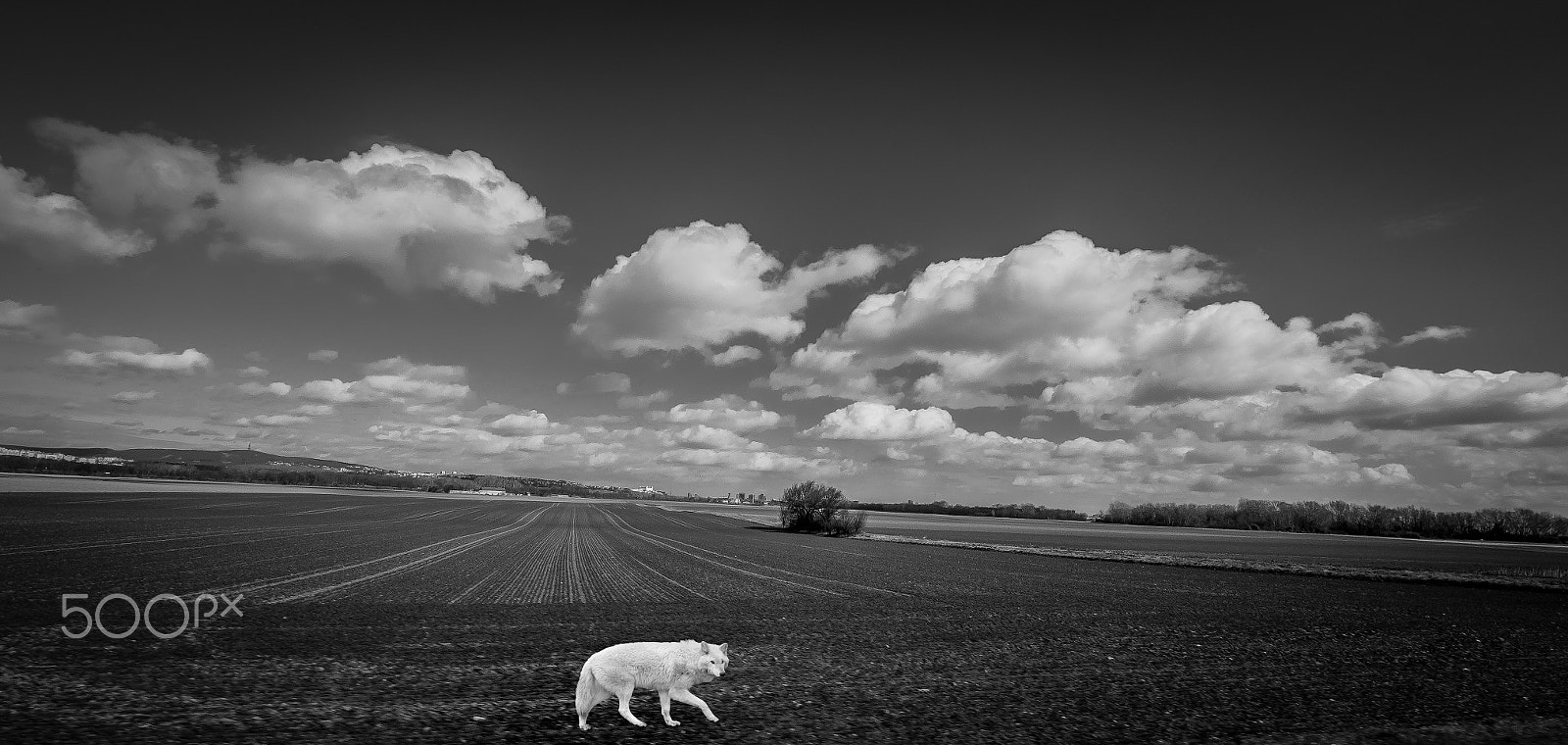 Olympus OM-D E-M1 sample photo. Wolf in the field photography