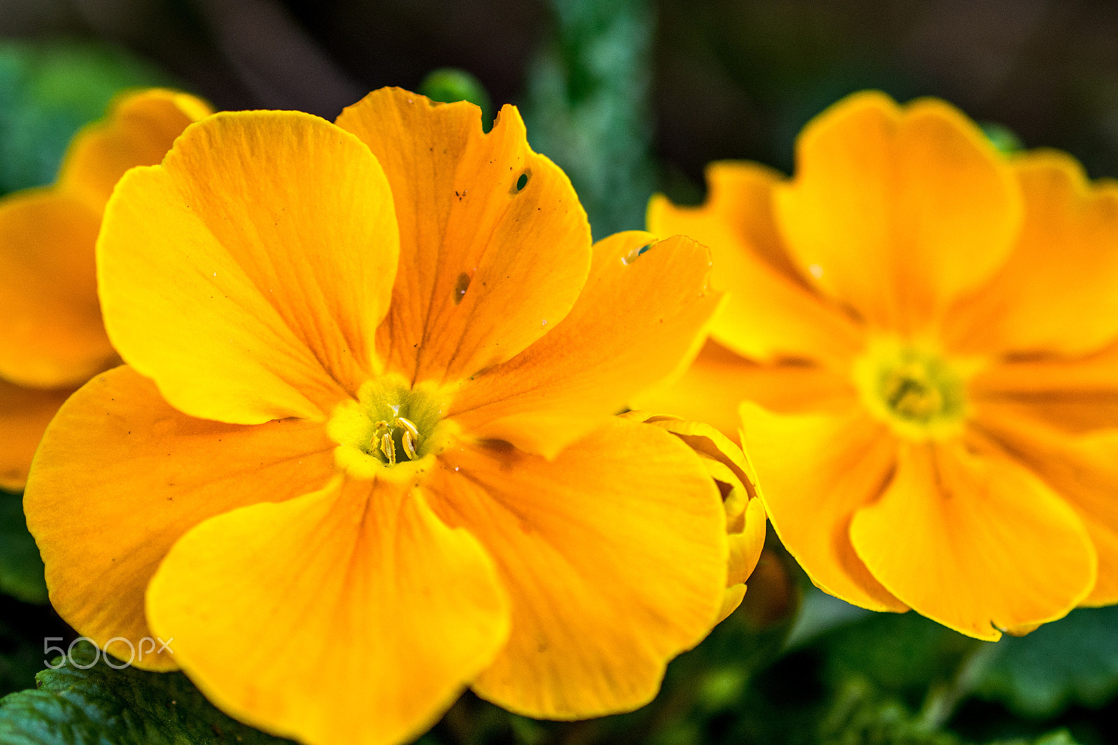 Nikon AF-S DX Micro Nikkor 40mm F2.8 sample photo. Polyanthus...very yellow. photography