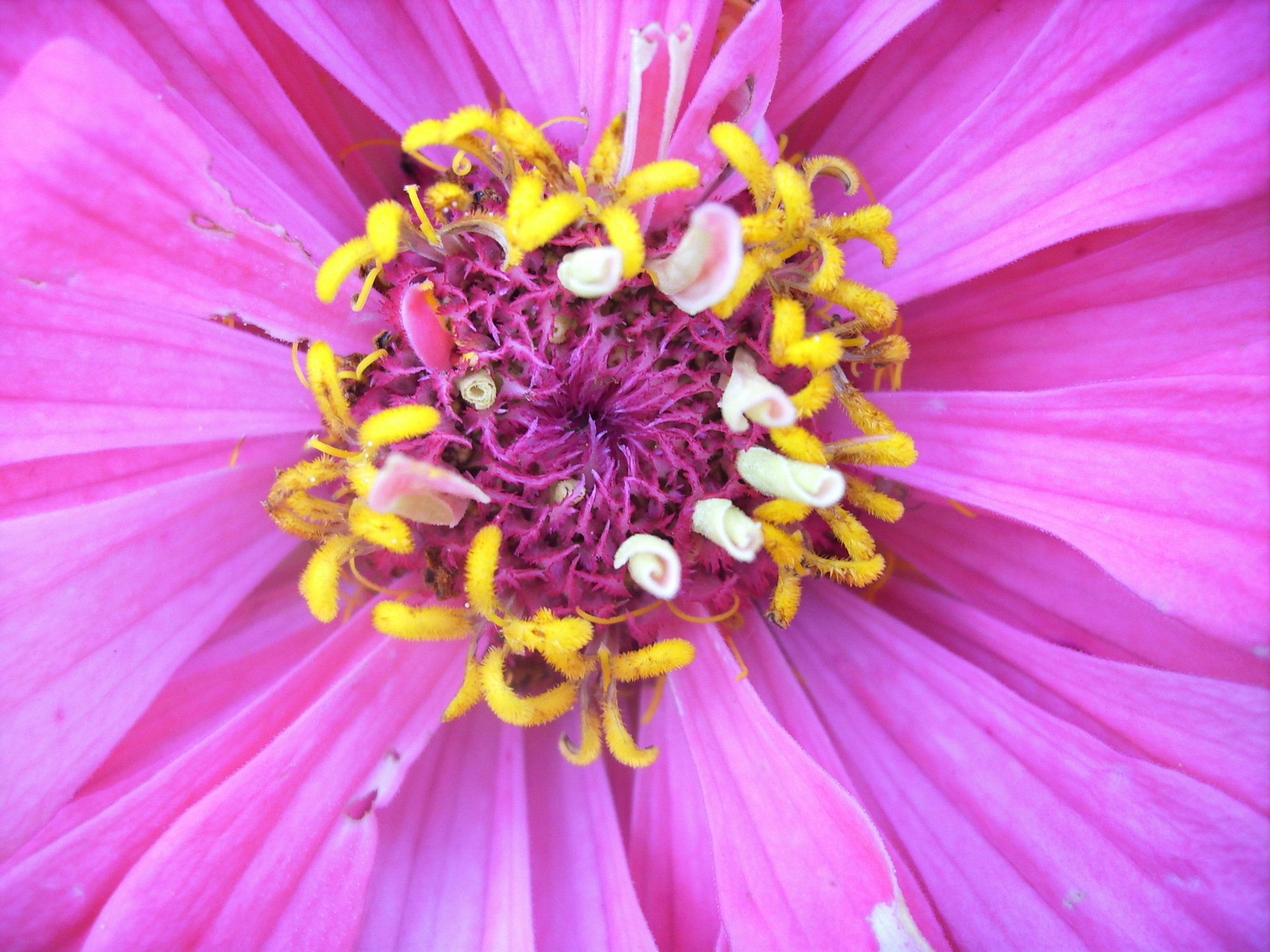 JENOPTIK DigitalCAM sample photo. Into the flower photography