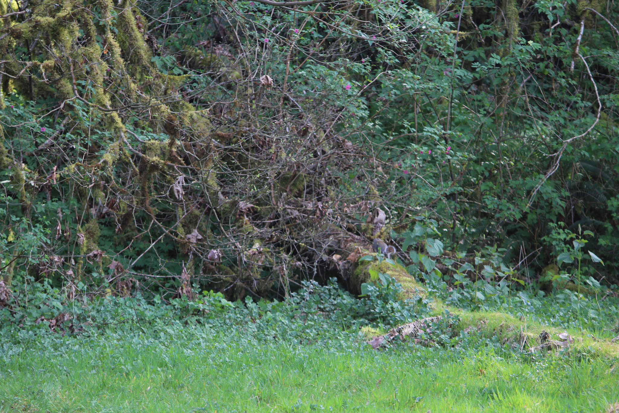 Canon EF-S 55-250mm F4-5.6 IS II sample photo. Img photography