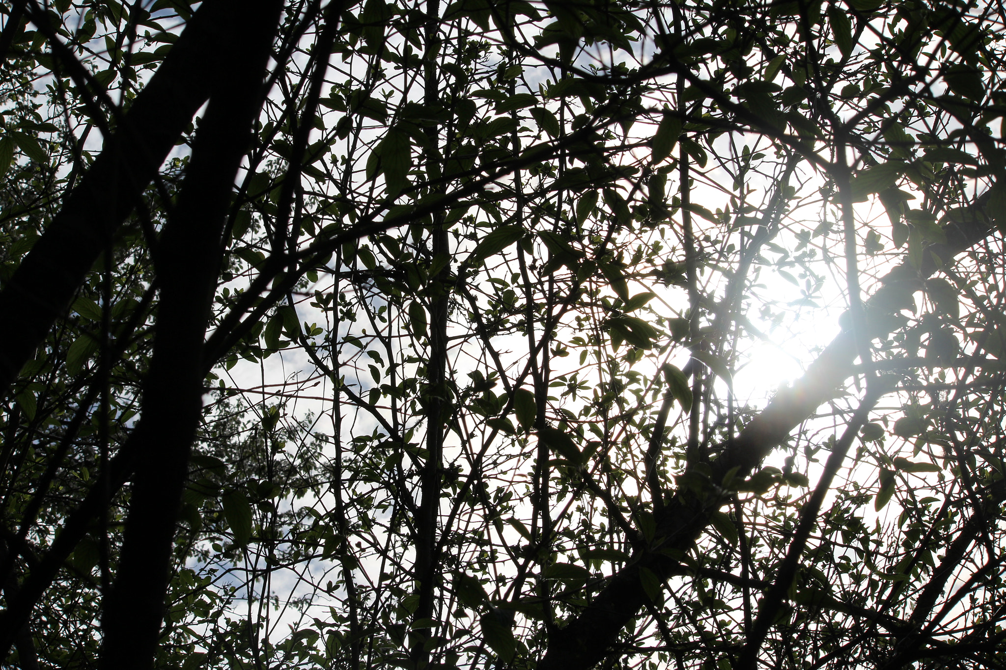 Canon EF-S 55-250mm F4-5.6 IS II sample photo. Img photography