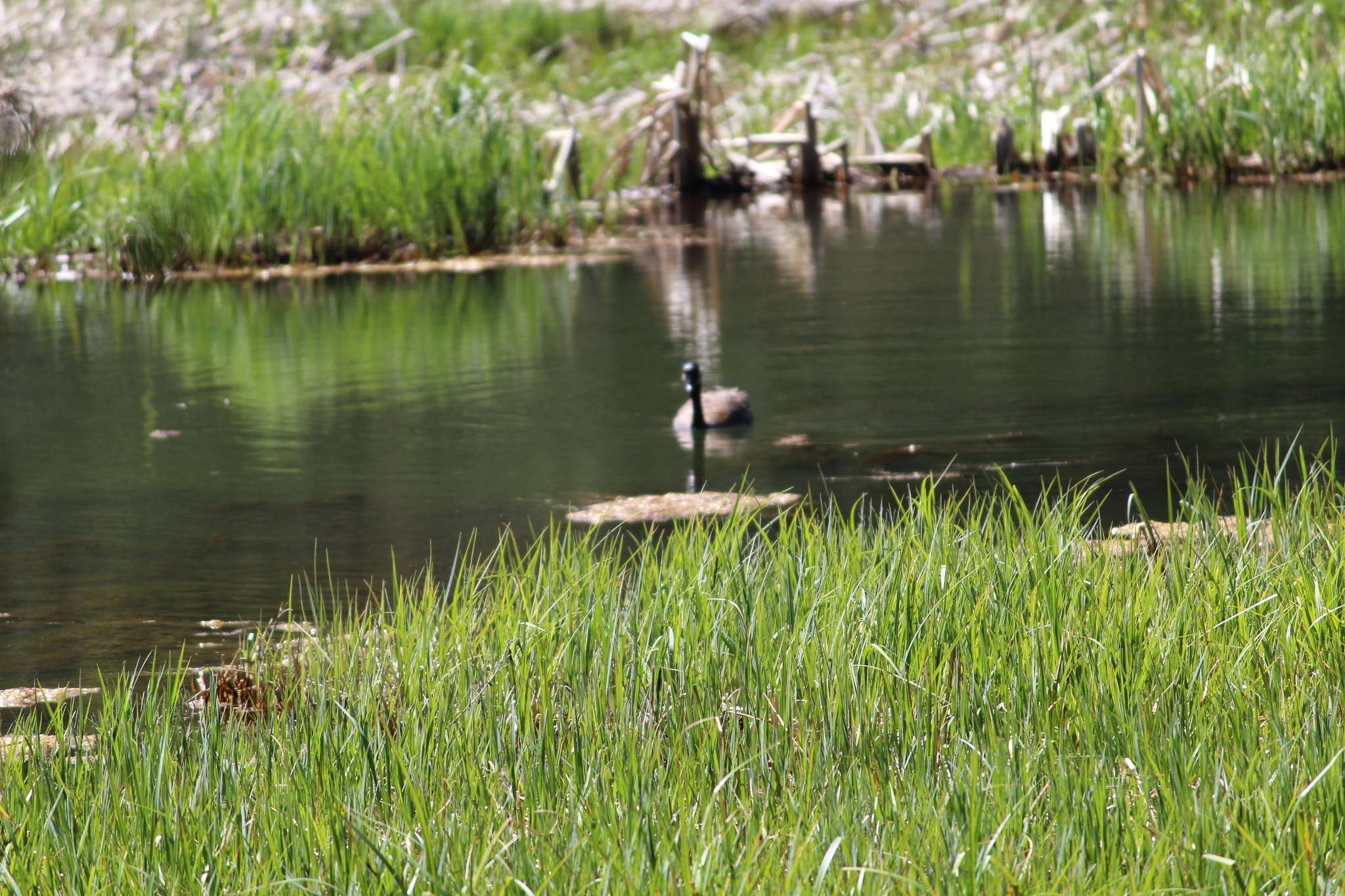 Canon EF-S 55-250mm F4-5.6 IS II sample photo. Img photography