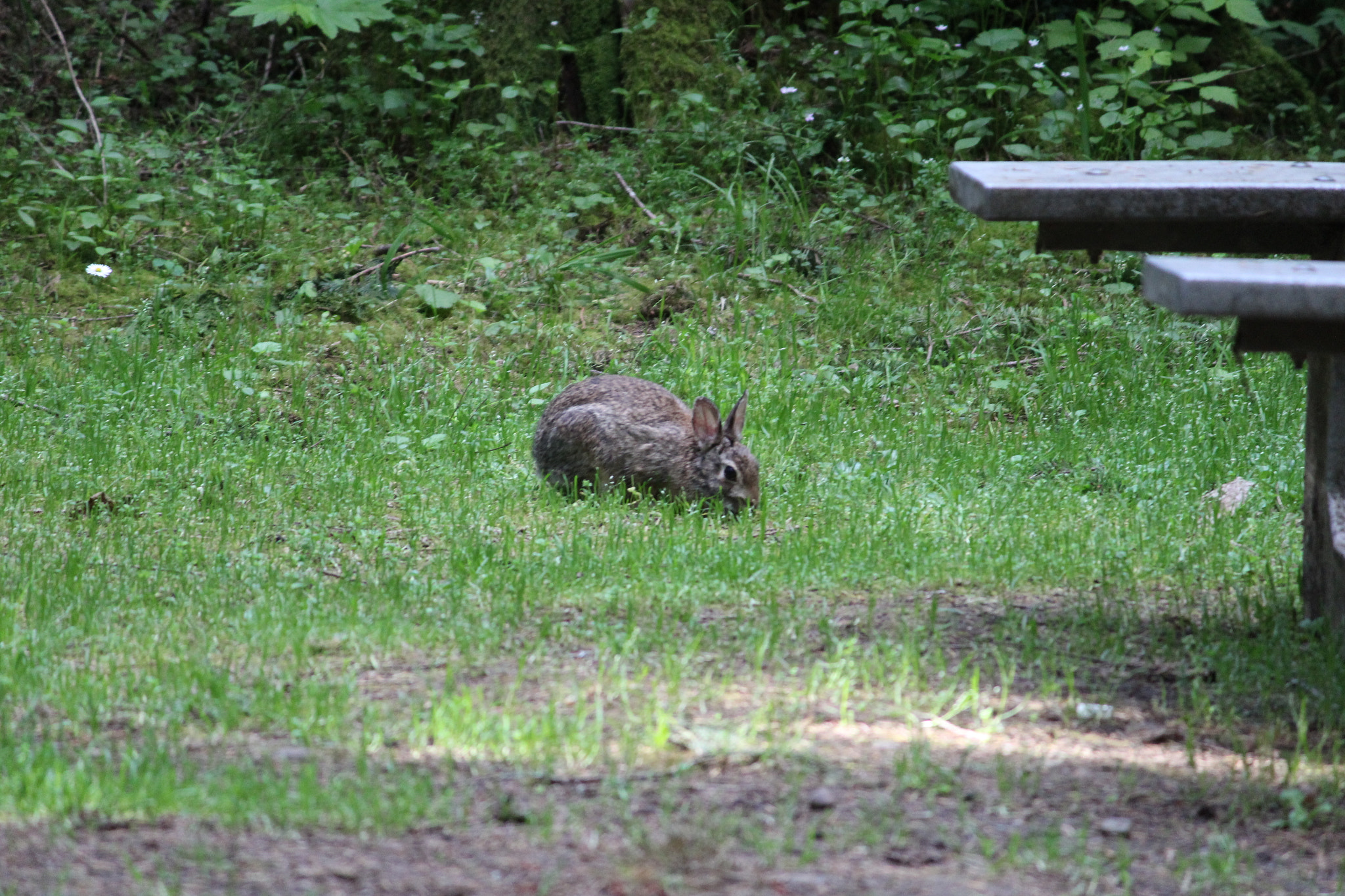 Canon EF-S 55-250mm F4-5.6 IS II sample photo. Img photography